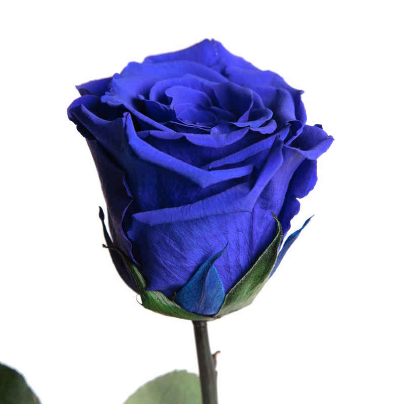 Kunstblume Echte ewige Infinity Rose konserviert mit Stiel haltbare Rose Rose, ROSEMARIE SCHULZ Heidelberg, Höhe 30 cm, Liebesbeweis Geschenk für sie Rose