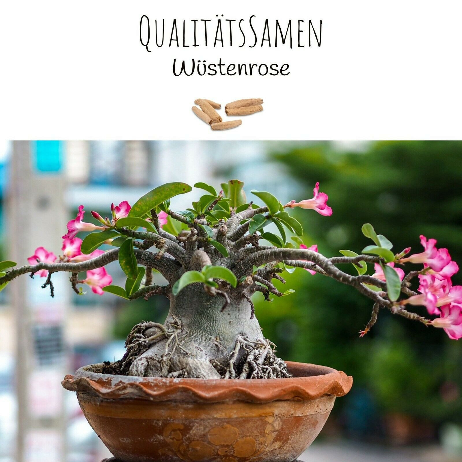 HappySeed Blumensamen Exotische Kakteen Samen mit hoher Keimrate - 4er Set günstig online kaufen