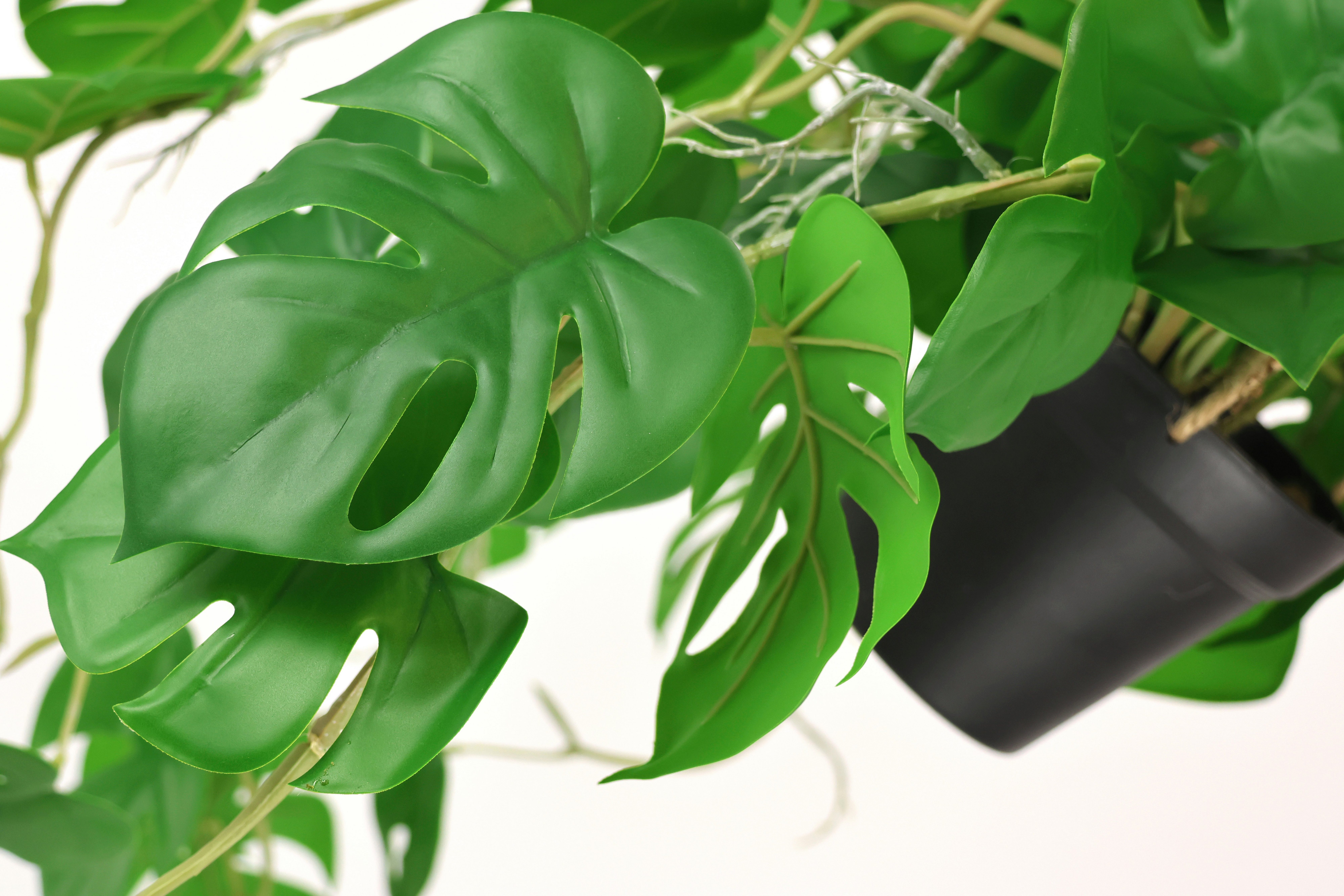 Kunstpflanze Künstliche Monstera Hängende Splitphilo Hängeampel, I.GE.A., Höhe 87 cm, Zimmerpflanze Busch Dekopflanze Grünpflanze Seidenpflanze Dekopflanze – Bild 3 von 4