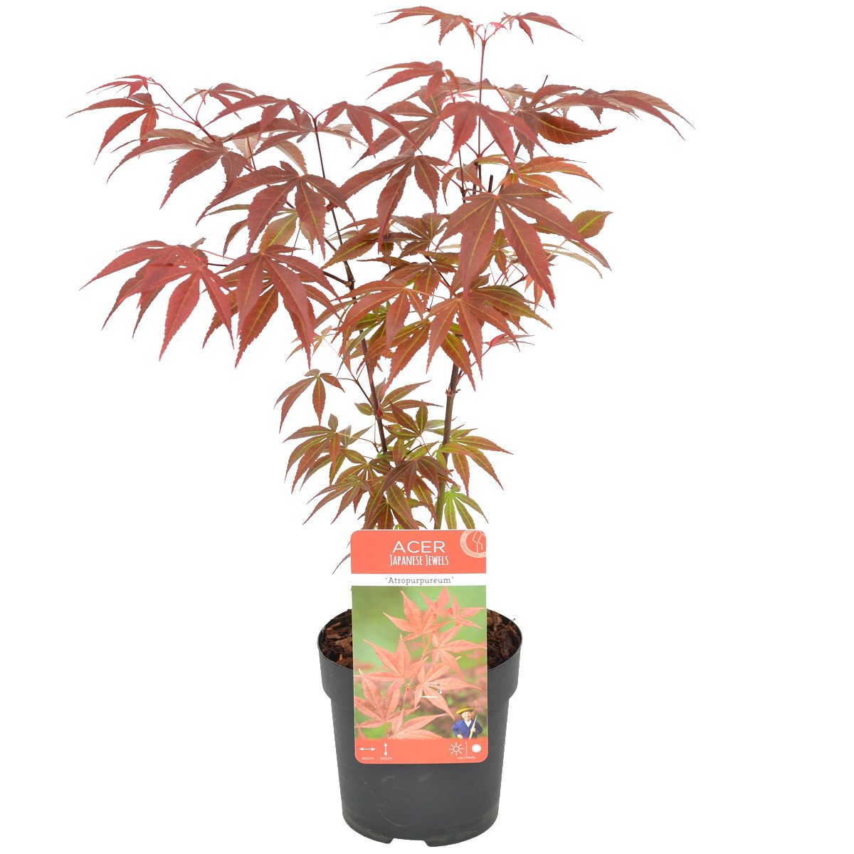 Bloomique Zierstrauch Bloomique - Acer Palmatum Atropurpureum - Japanischer Ahorn - Buntes L, 1 St.