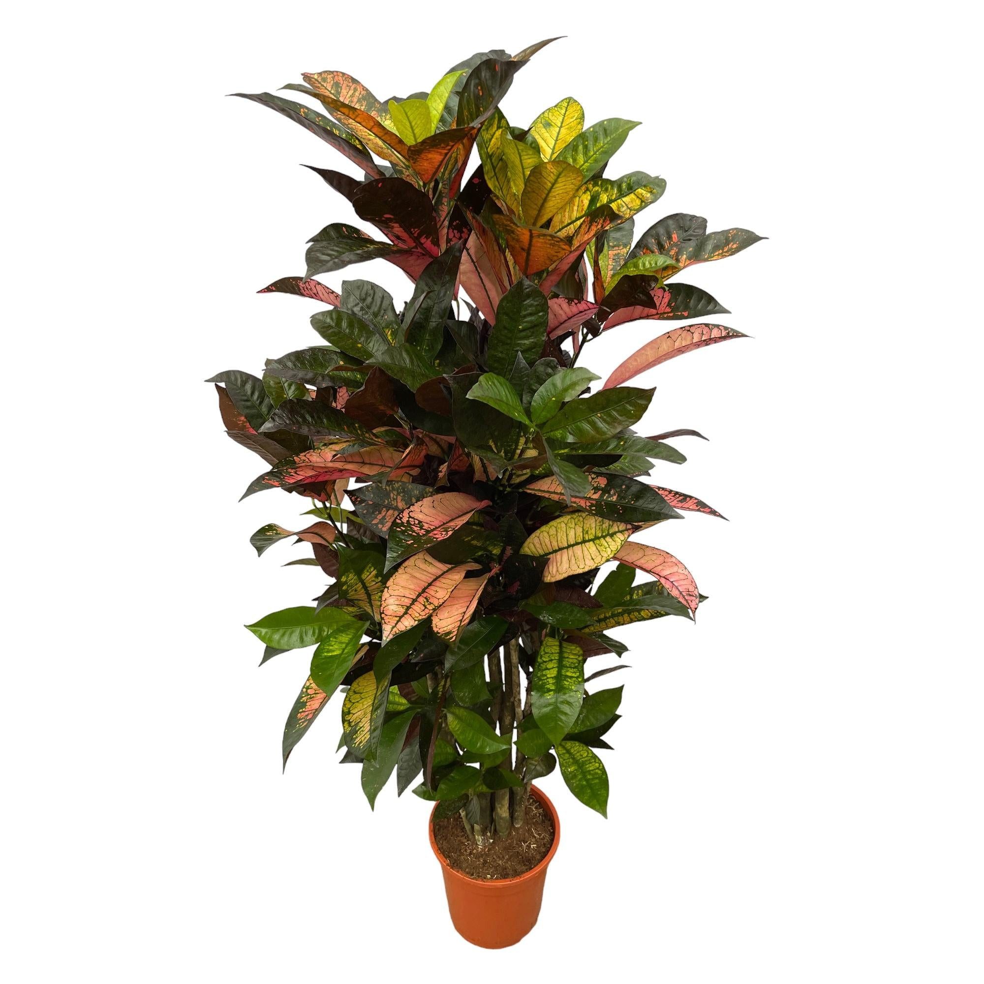 Florora Zimmerpflanze Codiaeum Iceton – Croton Iceton verzweigt – 120 cm – Topf 24 cm