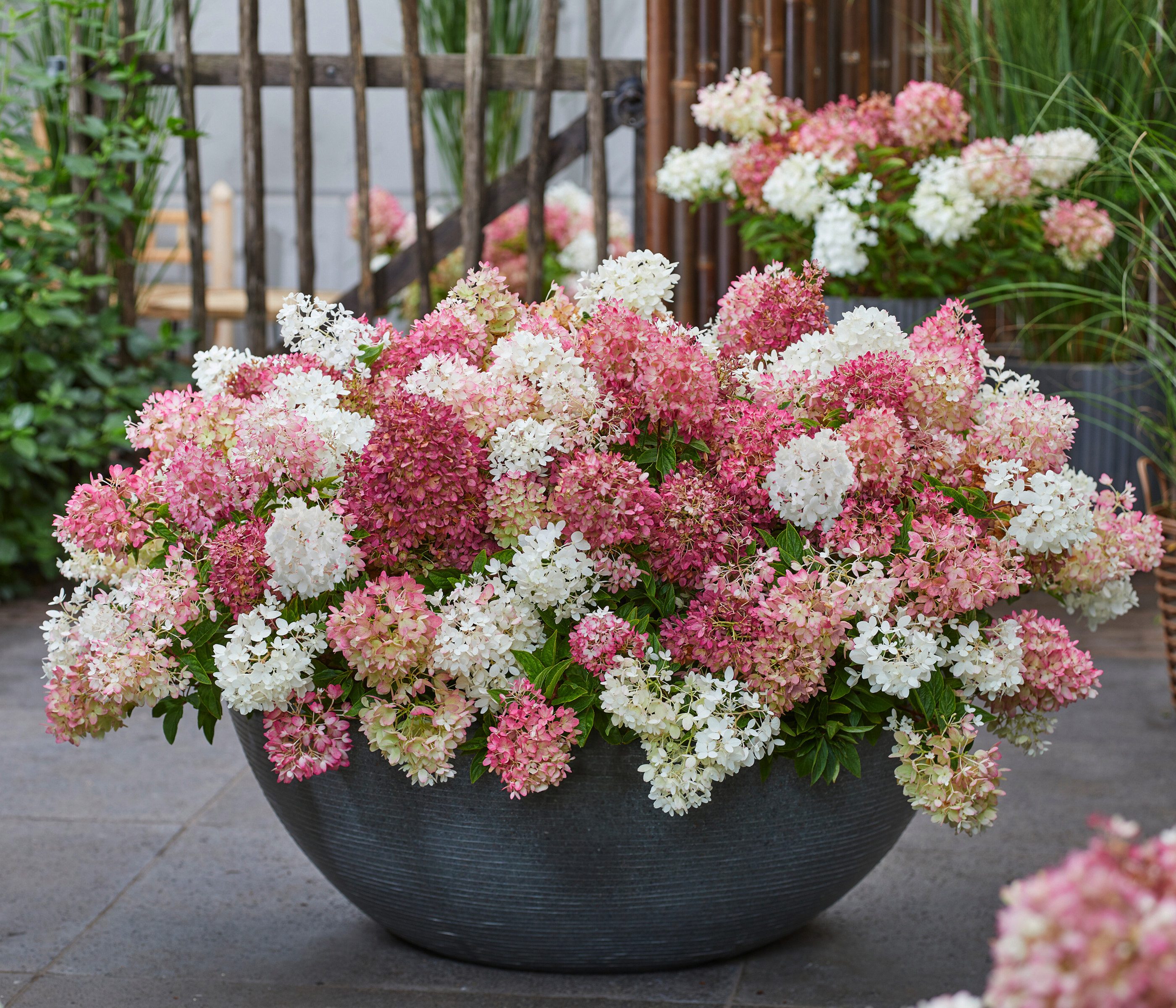 Dehner Gehölze Bodendecker-Rispenhortensie Groundbreaker® Blush™, weiß-rosa-rot, mehrjähriger Zierstrauch für sonnige bis halbschattige Standorte