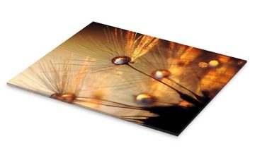 Posterlounge Acrylglasbild Julia Delgado, Pusteblume – Goldexplosion, Fotografie