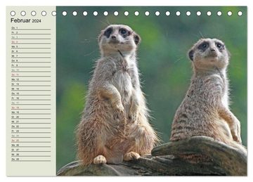 CALVENDO Wandkalender Erdmännchen (Tischkalender 2024 DIN A5 quer), CALVENDO Monatskalender