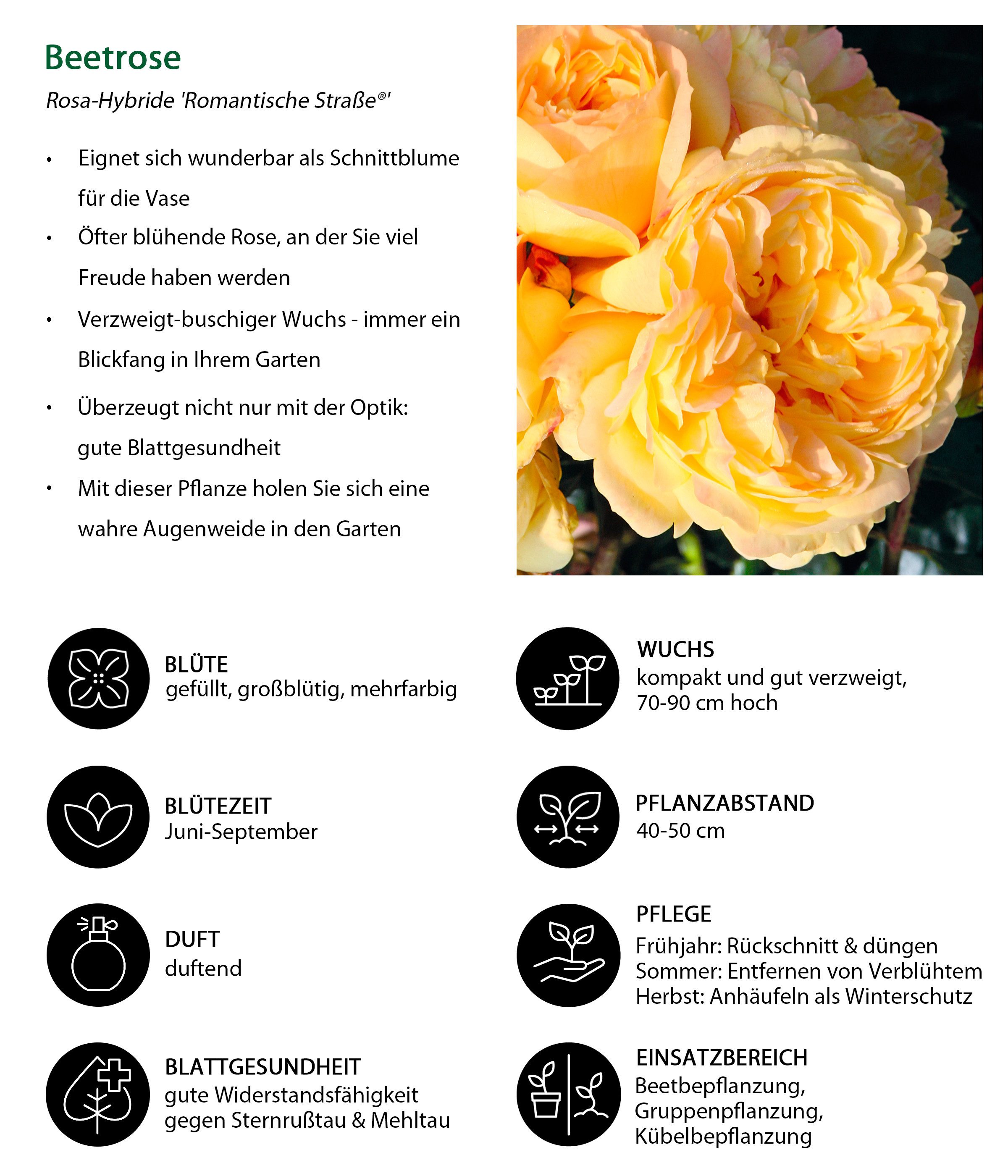 Dehner Rose Beetrose Romantische Straße®, Rosa-Hybride, gelb-apricot-farben, großblütige und gefüllte Blüten, Züchter Tantau
