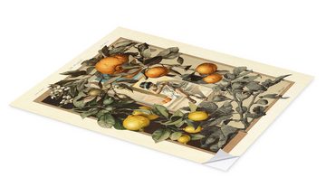 Posterlounge Wandfolie Anton Seder, Zitronen und Orangen, Wohnzimmer Vintage Malerei