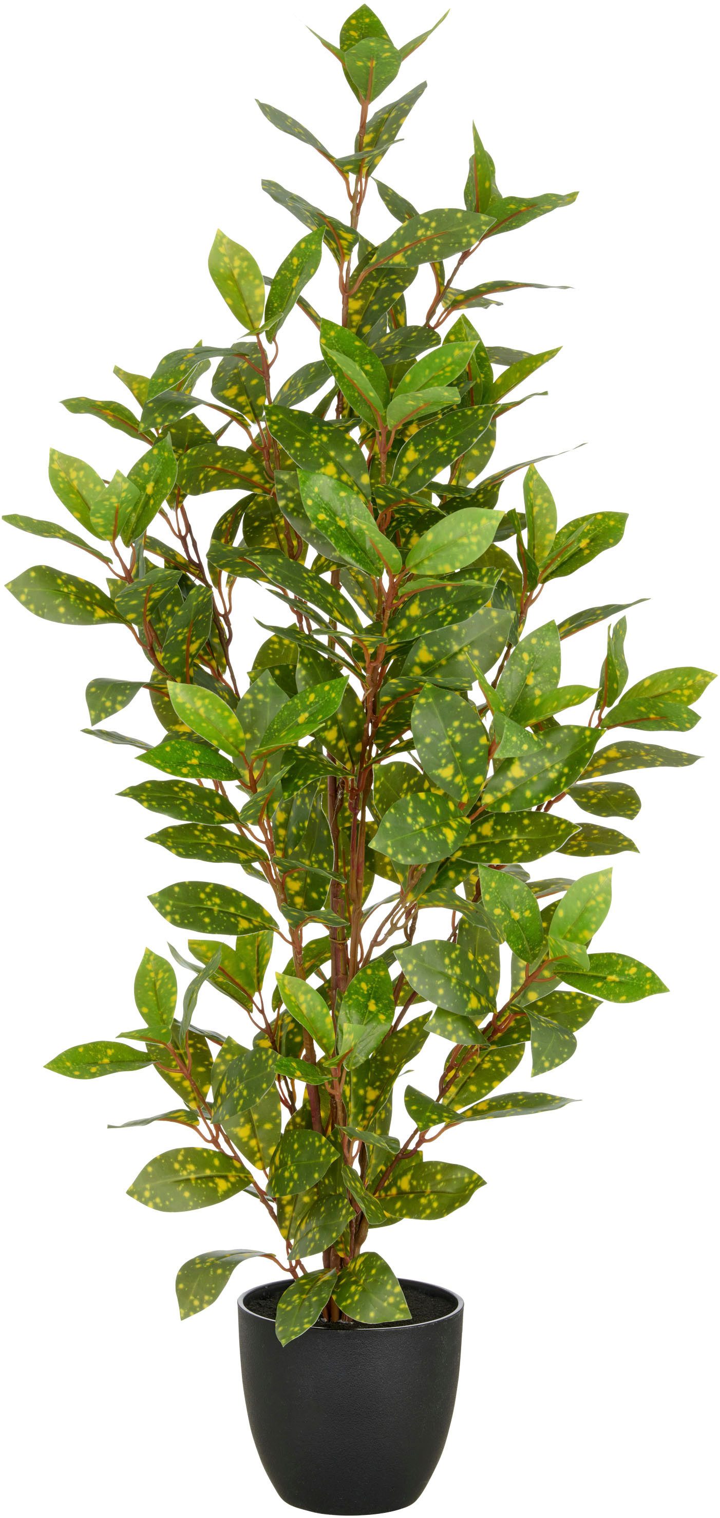 Kunstpflanze Acuba, Creativ green, Höhe 90 cm, mit schönem Blattwerk günstig online kaufen