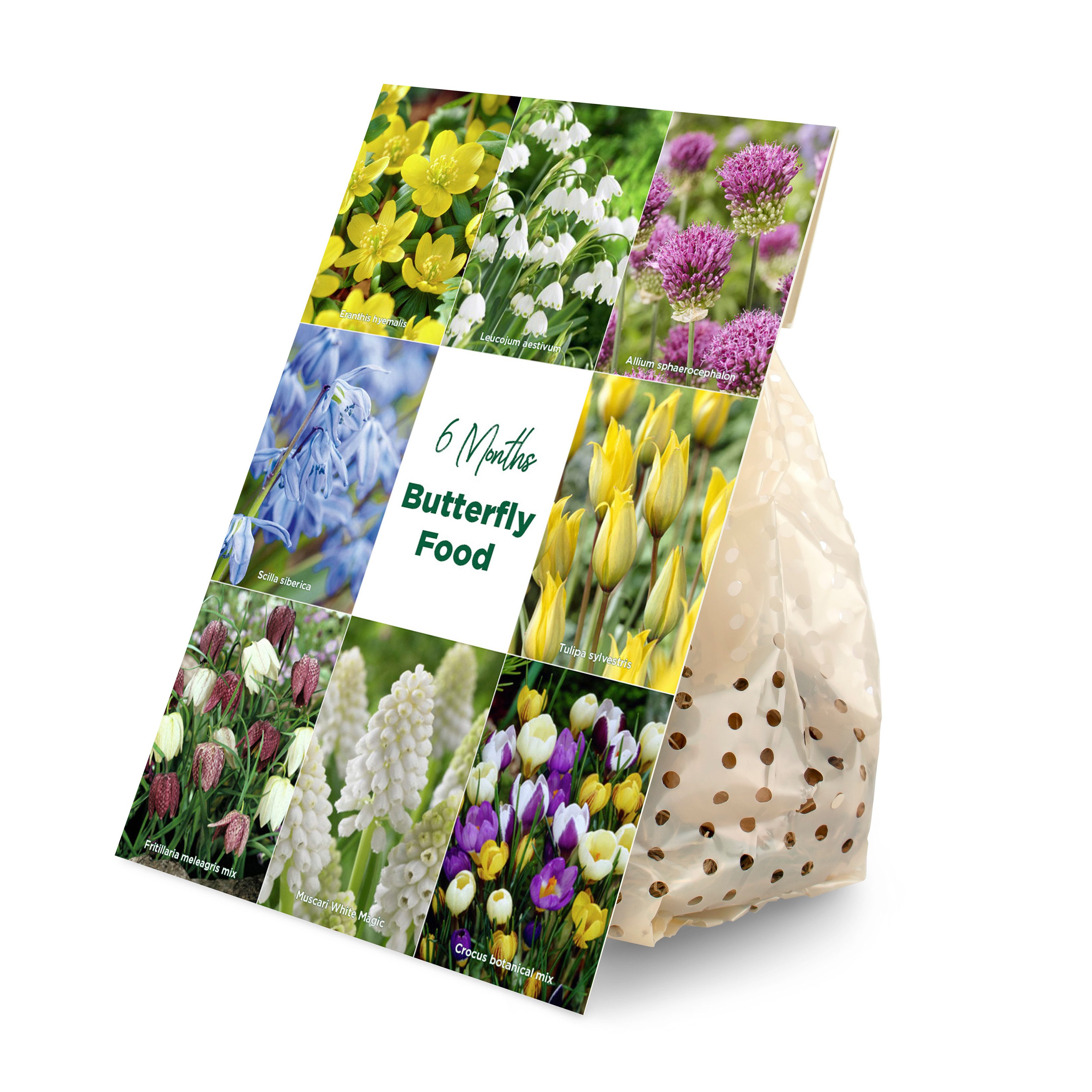 Bloomique Blumenzwiebeln Mischung aus 50 - 6 Monate alten Blumen - Schmetterlingsfreundlich - M, (50-St)