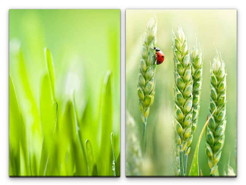 Sinus Art Leinwandbild 2 Bilder je 60x90cm Gras Grün Weizen Marienkäfer Sommer Hellgrün Beruhigend