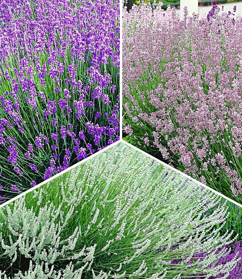 BALDUR Garten Staude Lavendel-Kollektion, 9 St., Lippenblütler,duftend,winterhart, mehrjährig, pflegeleicht