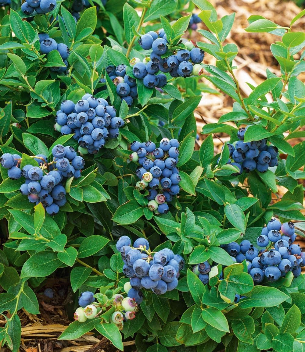 BALDUR Garten Obstpflanze Trauben-Heidelbeere 'Reka® Blue', 1 St., Kultur-heidelbeere, winterhart, mehrjährig, pflegeleicht