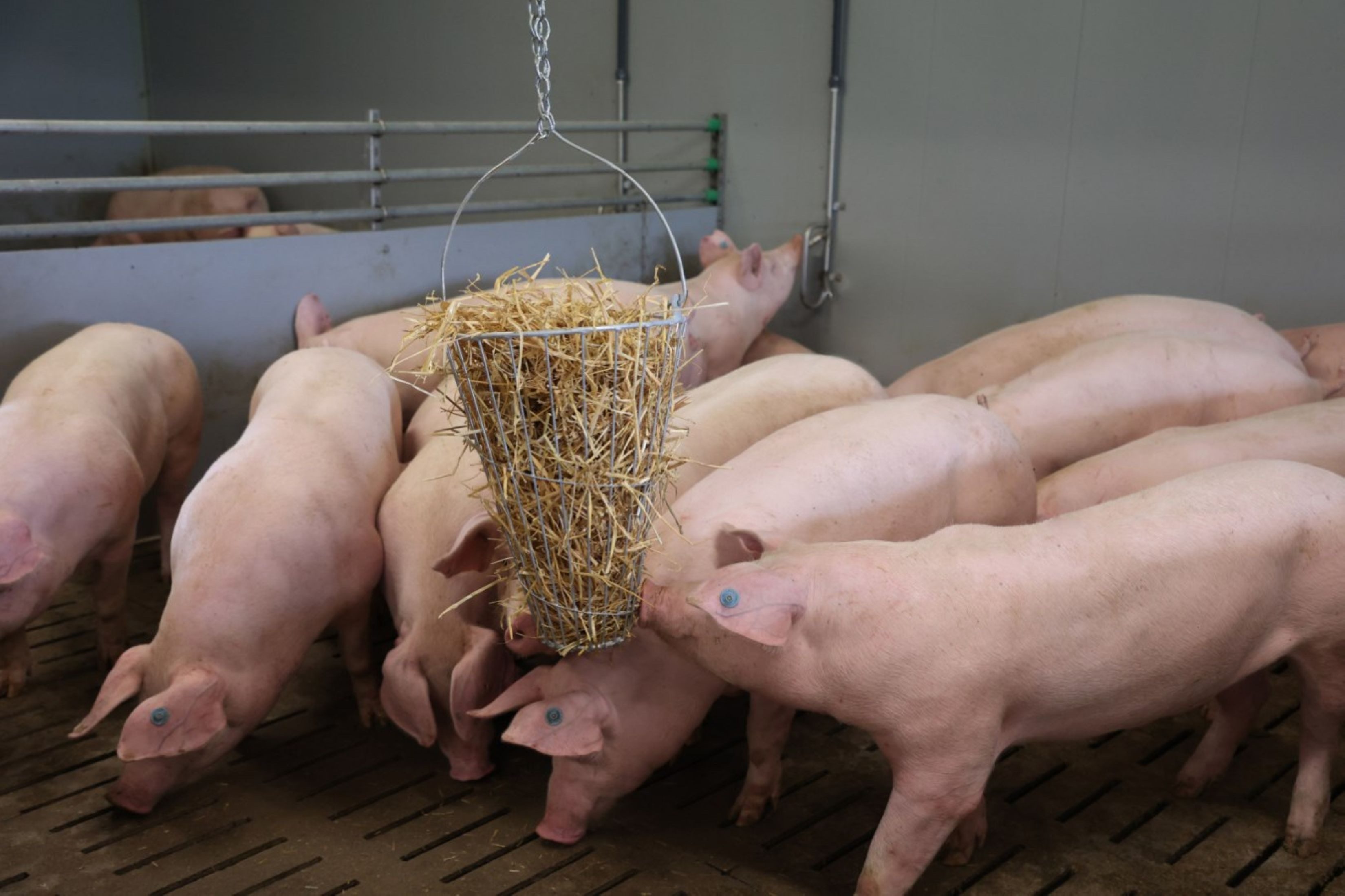 Kerbl Futterautomat Kerbl 70280 Futterkorb Grünfutterkorb Futtertrog Eisenkorb