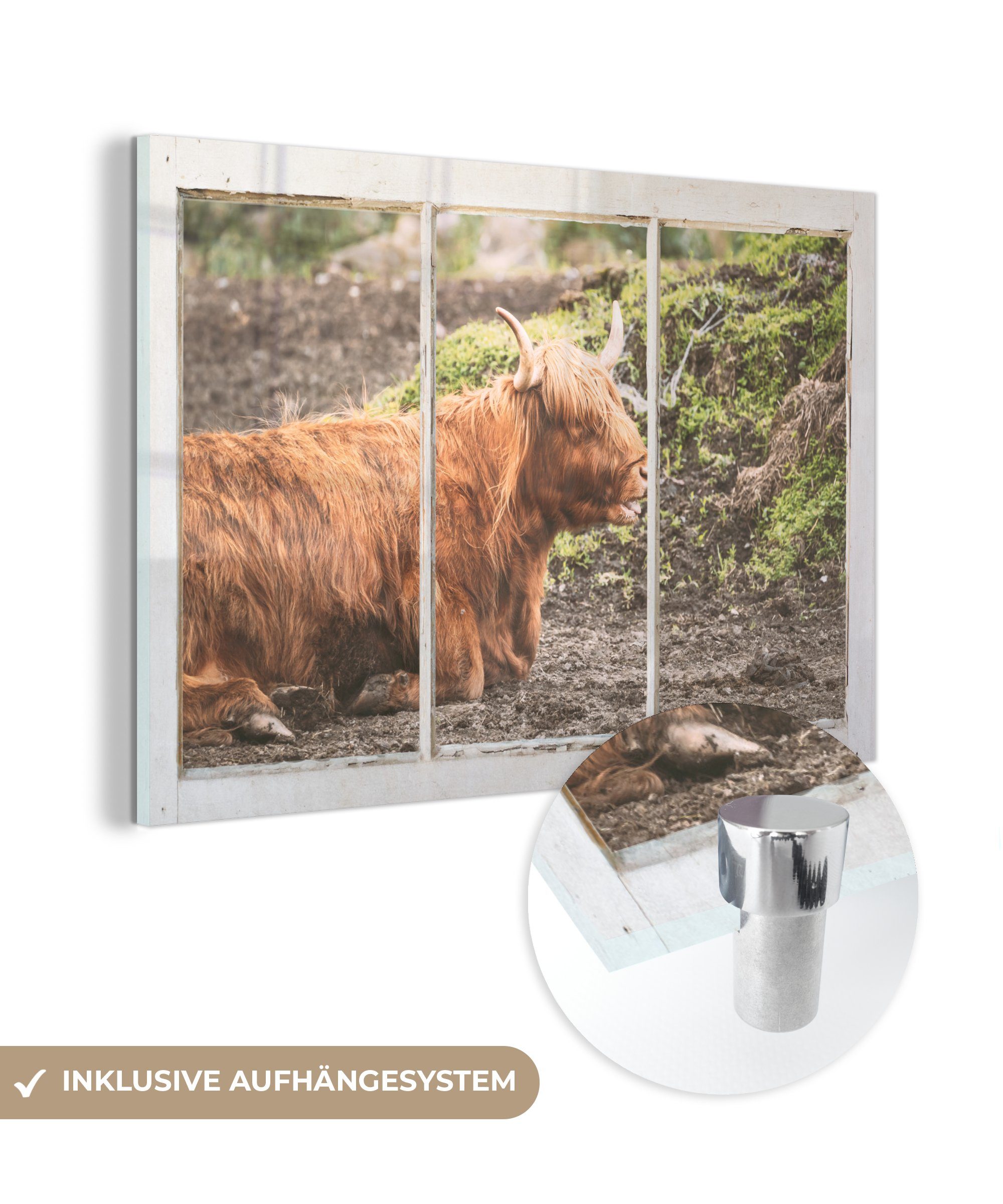 MuchoWow Acrylglasbild Schottische Highlander - Ansicht - Natur, (1 St), Glasbilder - Bilder auf Glas Wandbild - Foto auf Glas - Wanddekoration