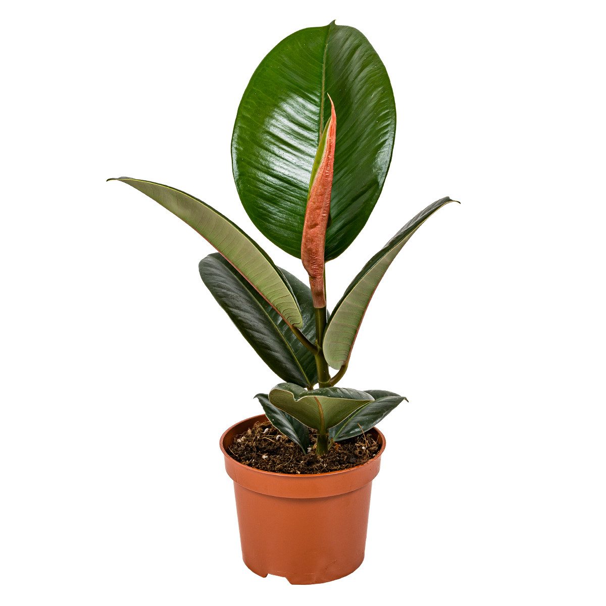 Bloomique Zimmerpflanze Bloomique - Ficus Elastica Robusta - Gummibaum - Zimmerpflanzen - Luft, 1 St.