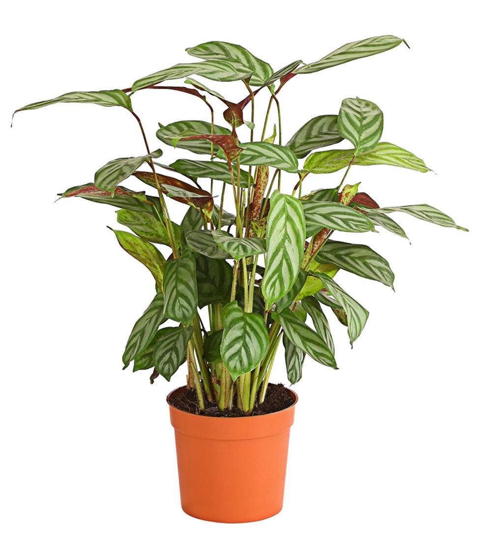 Dehner Zimmerpflanze Korbmarante Compactstar, Calathea, konstrastreiche Blattzeichnung, tropische Zimmerpflanze mit luftreinigender Wirkung