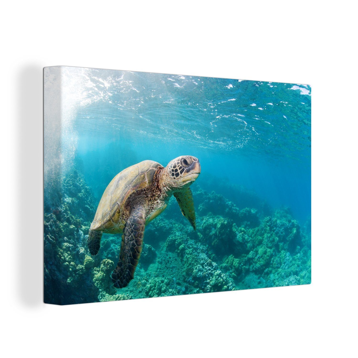 Wandbild Eine Korallenriff dem Wanddeko, St), Aufhängefertig, Leinwandbild OneMillionCanvasses® Hawaii, cm Leinwandbilder, Schildkröte 30x20 über (1 in