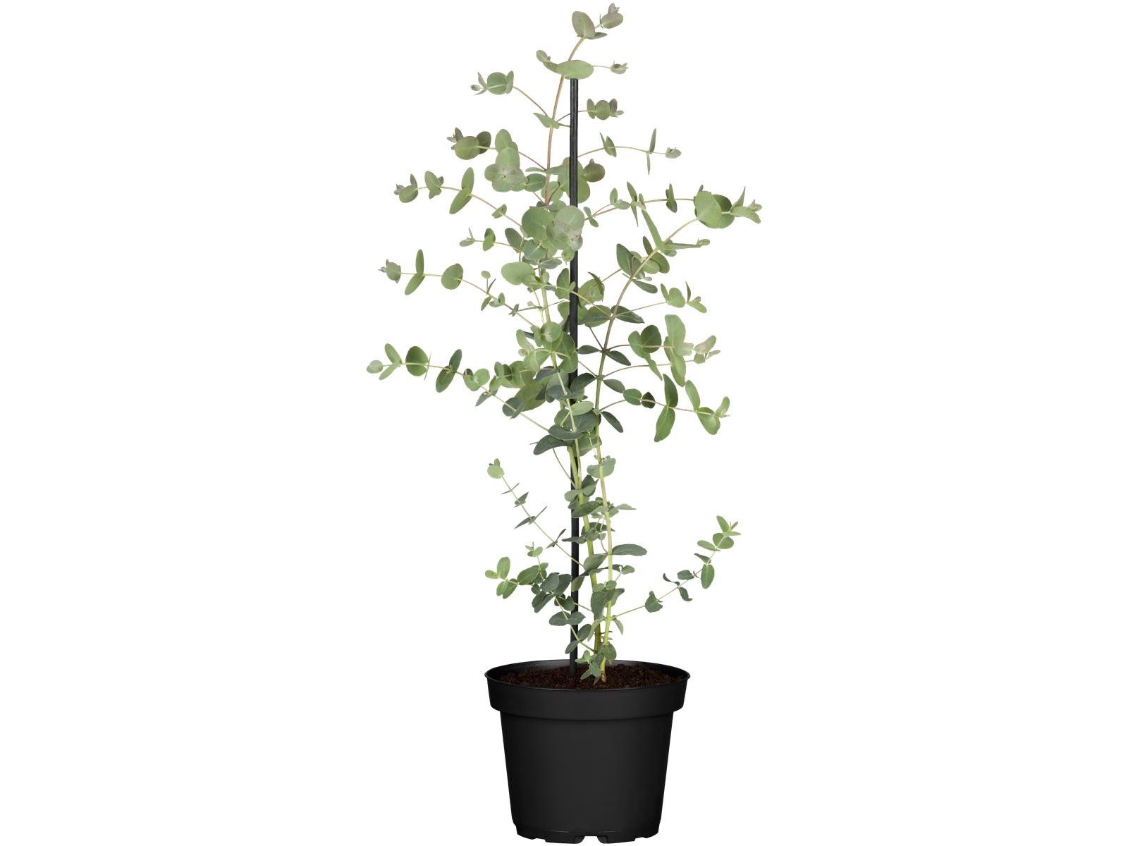 Pflanzen für Dich Gehölze Eucalyptus 'Silver Dollar', 1 St., Eukalyptus, Silberdollar-Eukalyptus