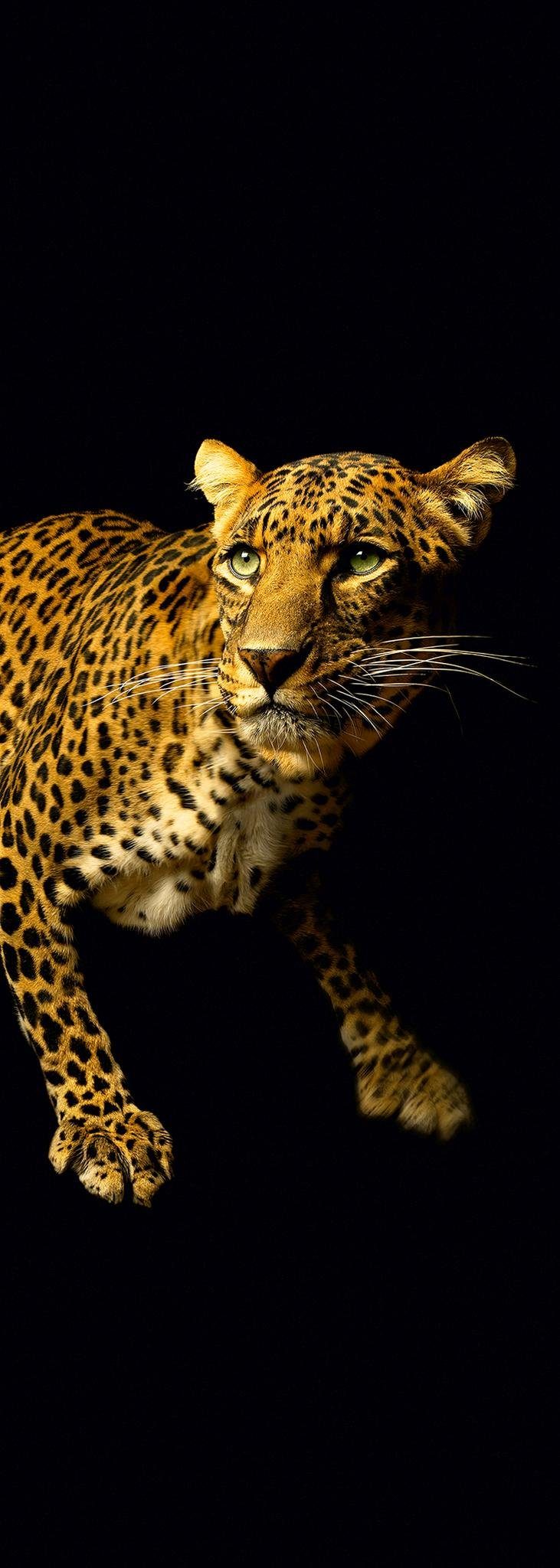 A.S. Création Fototapete A.S. Création XXL 5 Fototapete, Leopard, 1m x 2,8m DD116074, glatt, glatt