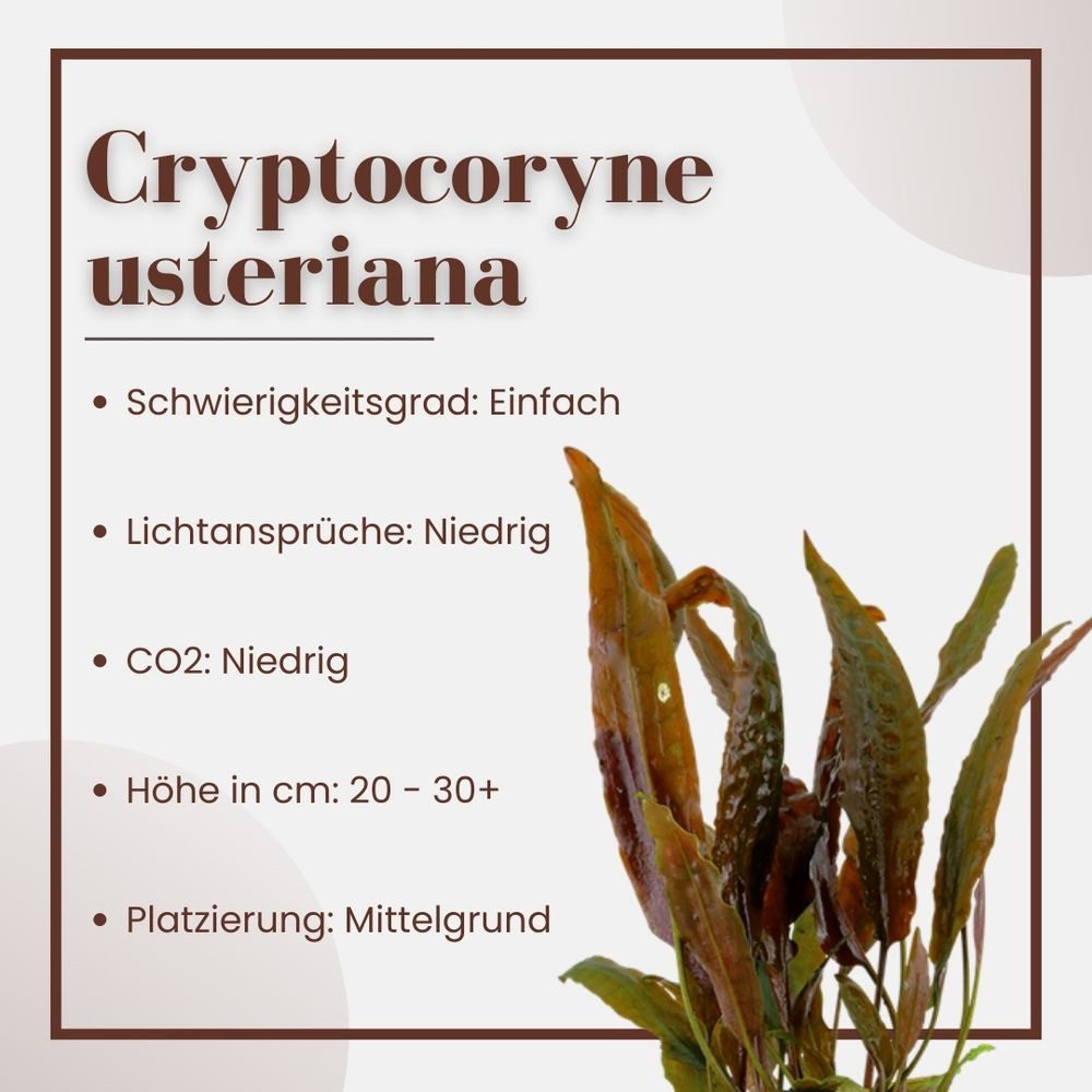 Aquaone Wasserpflanze Aquarium Pflanze Cryptocoryne usteriana Nr.120 günstig online kaufen