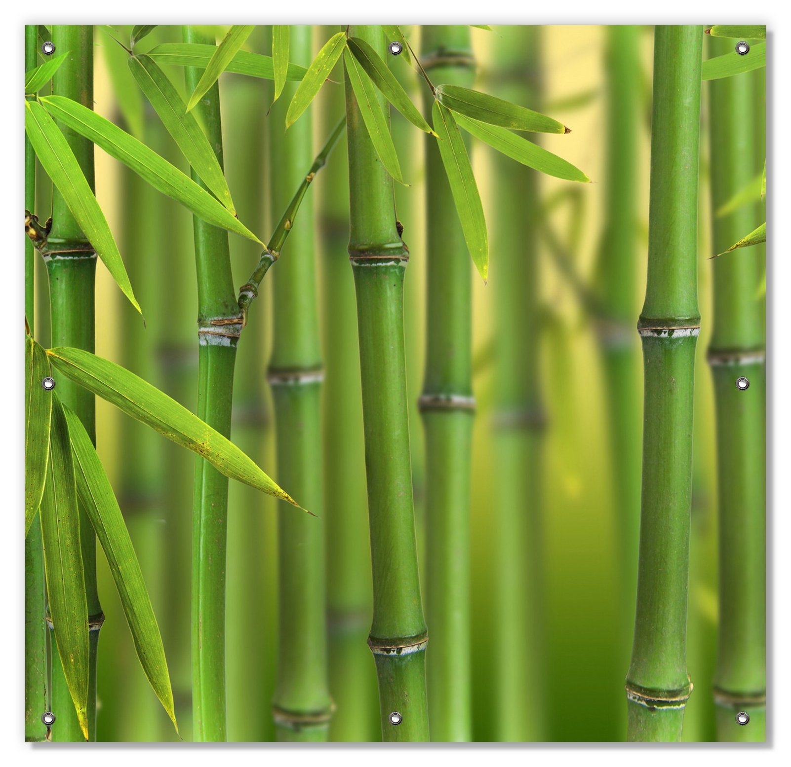 Sonnenschutz Grüner Bambuswald, Wallario, blickdicht, mit Saugnäpfen, wiederablösbar und wiederverwendbar