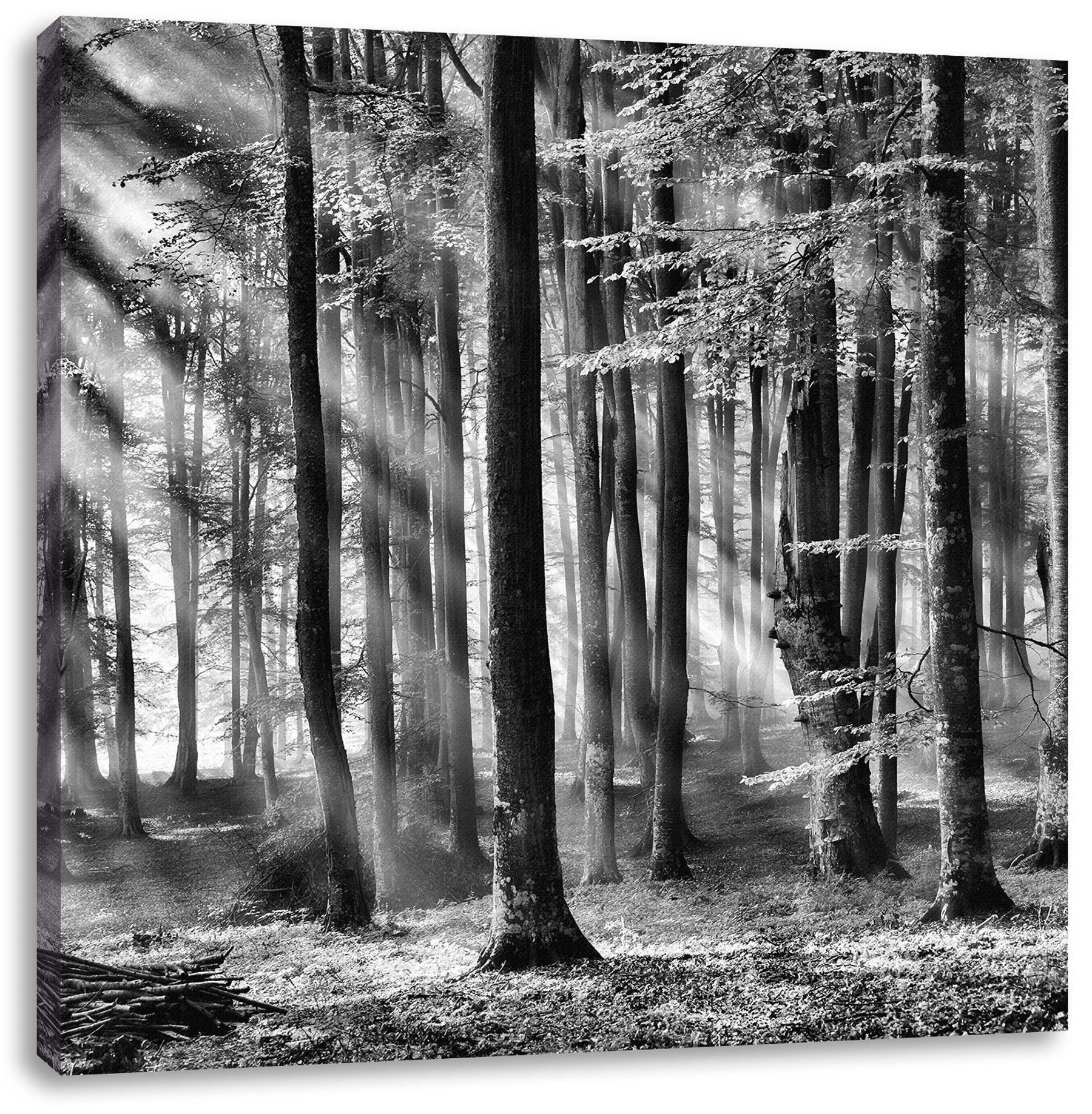 fertig Leinwandbild St), Leinwandbild Bäume Licht inkl. bespannt, Zackenaufhänger Bäume im Licht, (1 Pixxprint im