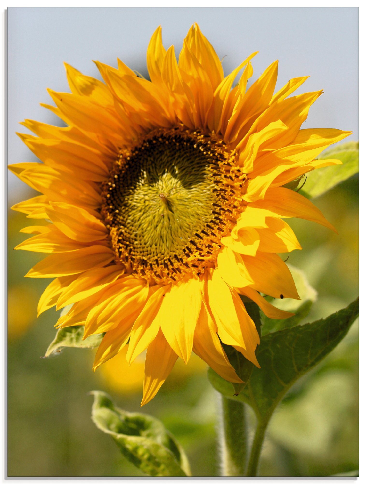 Artland Glasbild »Sonnenblume Nahaufnahme«, Blumen (1 Stück)-Otto
