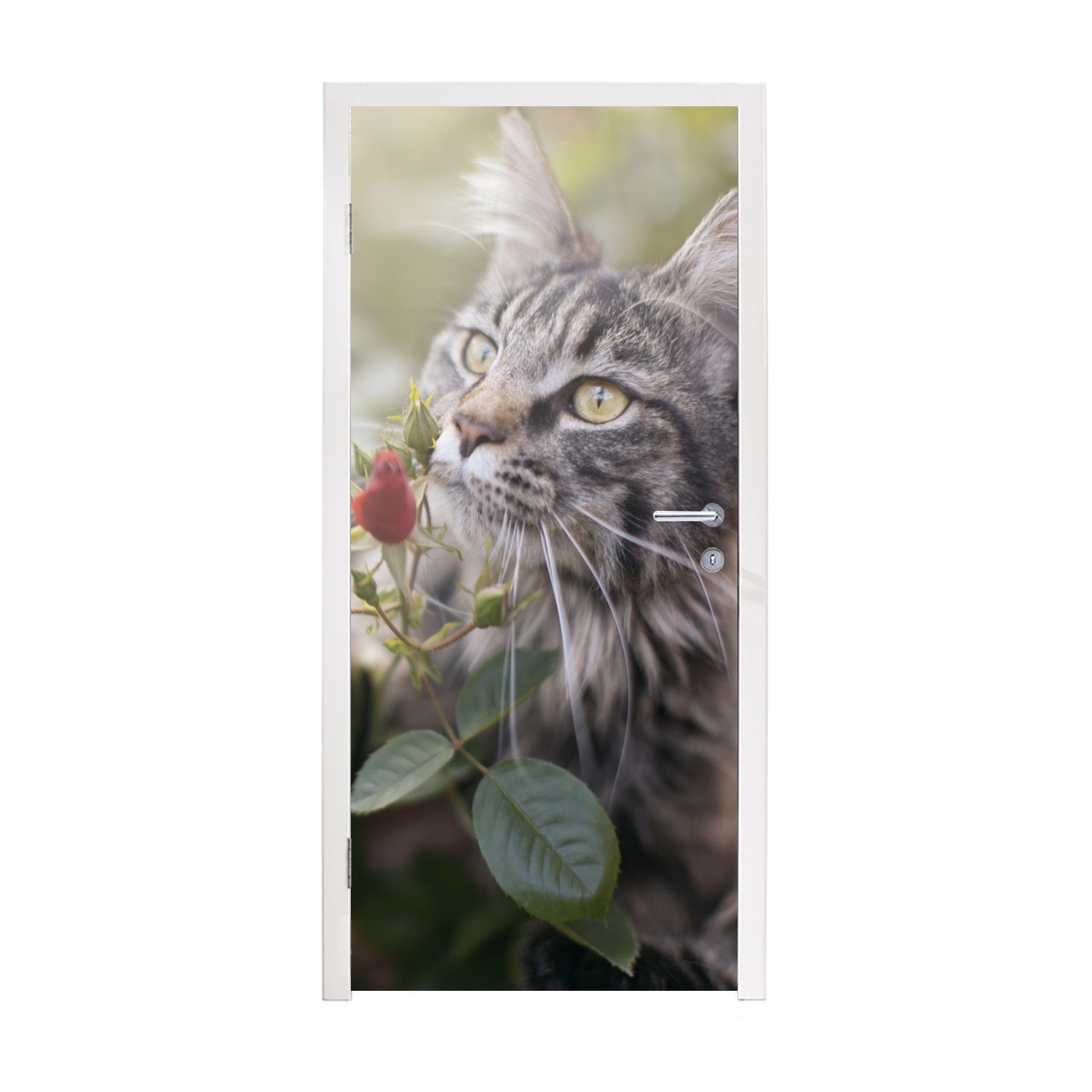 MuchoWow Türtapete Maine Coon Cat zwischen den roten Rosen im Garten, Matt, bedruckt, (1 St), Fototapete für Tür, Türaufkleber, 75x205 cm