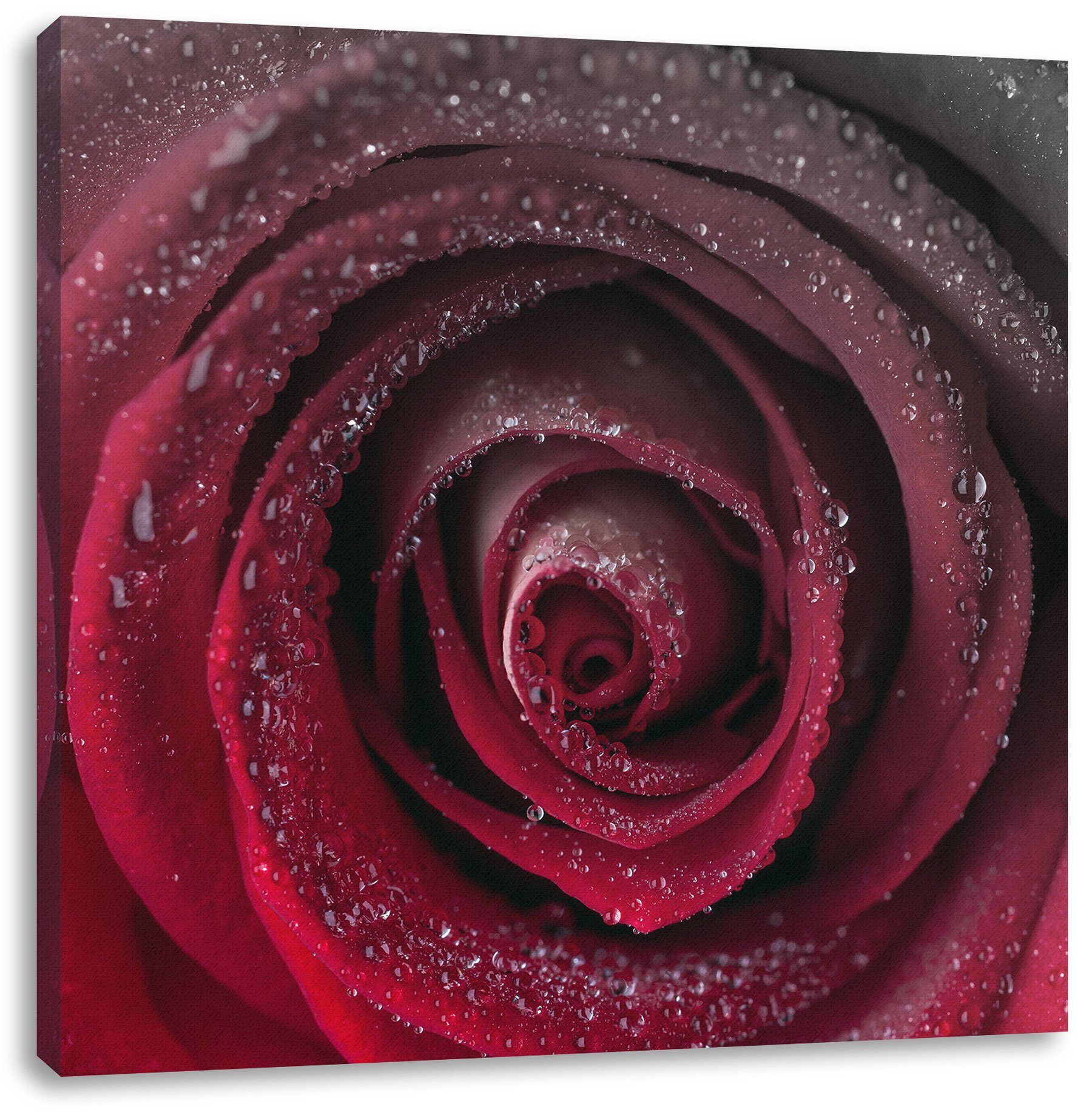 Rote Zackenaufhänger Pixxprint zarte Rosenblüte, inkl. Leinwandbild St), Rosenblüte zarte Rote fertig (1 Leinwandbild bespannt,