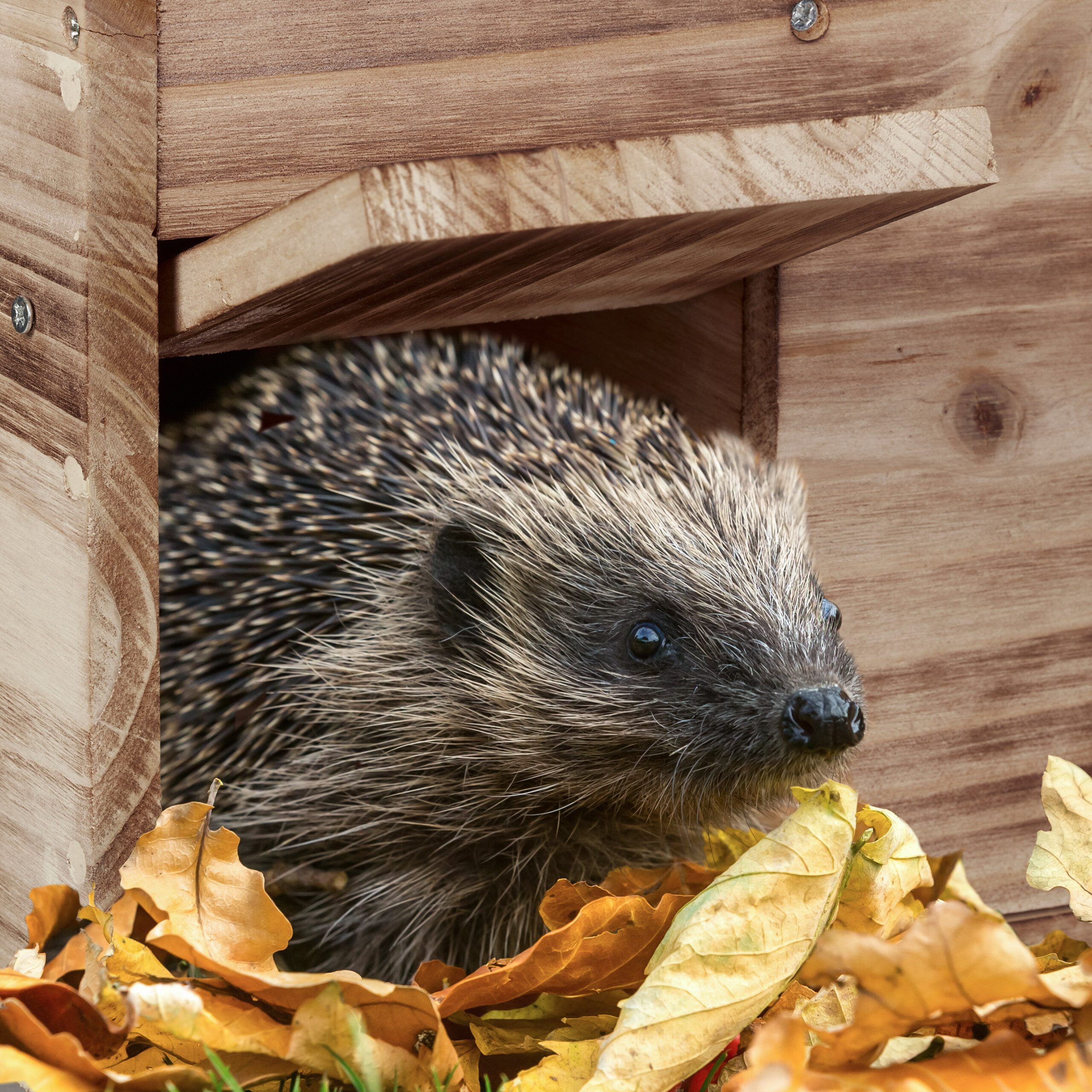 relaxdays Igelhaus Bausatz, orange