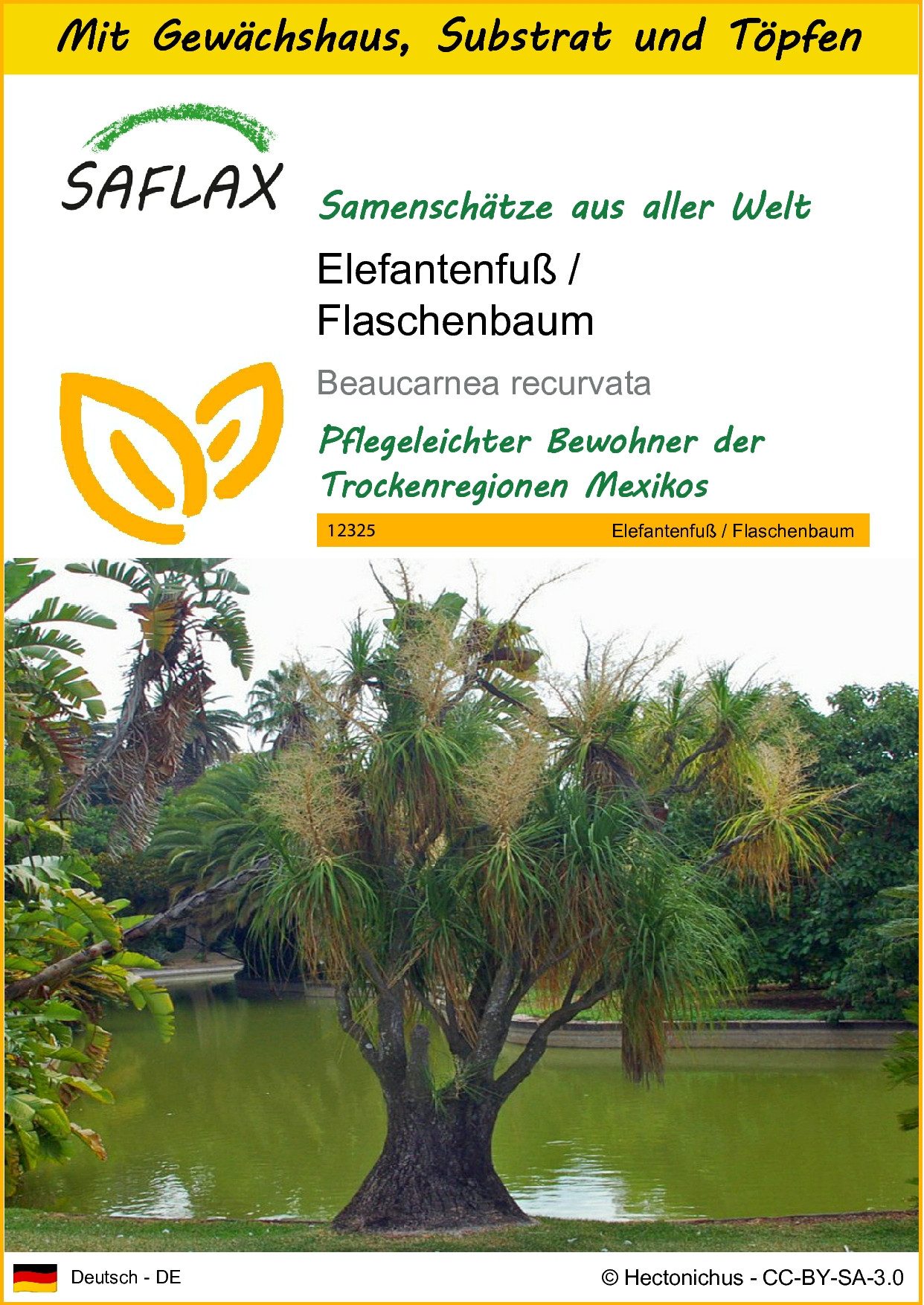 SAFLAX Blumensamen SAFLAX - Anzuchtset - Elefantenfuß / Flaschenbaum