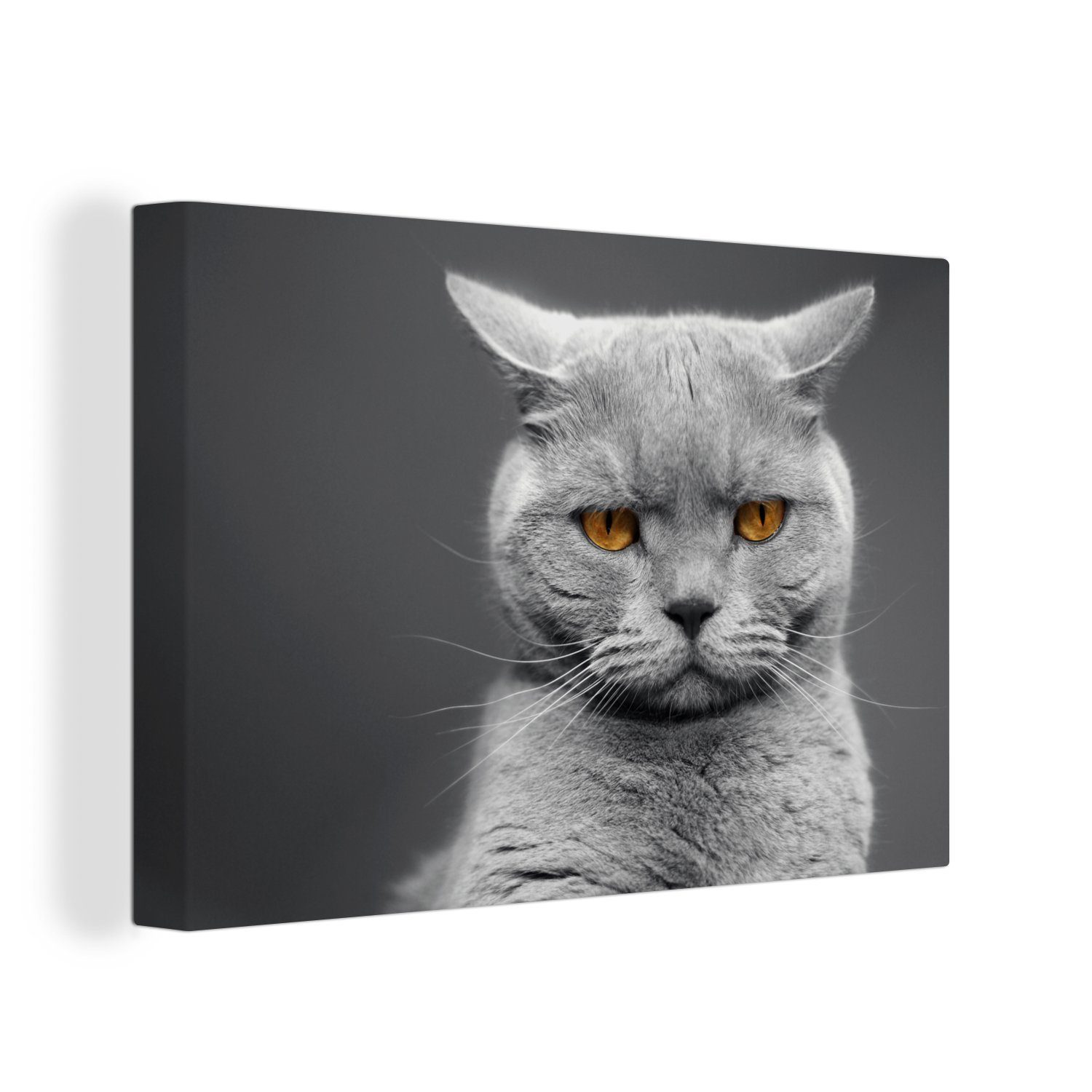 OneMillionCanvasses® Leinwandbild American Shorthair Katze mit orangefarbenen Augen, (1 St), Wandbild Leinwandbilder, Aufhängefertig, Wanddeko, 30x20 cm