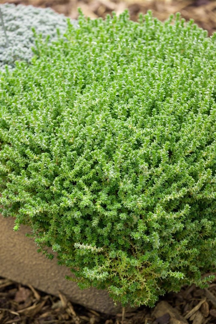 Pflanzen für Dich Staude Sedum acre Aureum, 1 St., Mauerpfeffer, Scharfer Mauerpfeffer, Fetthenne
