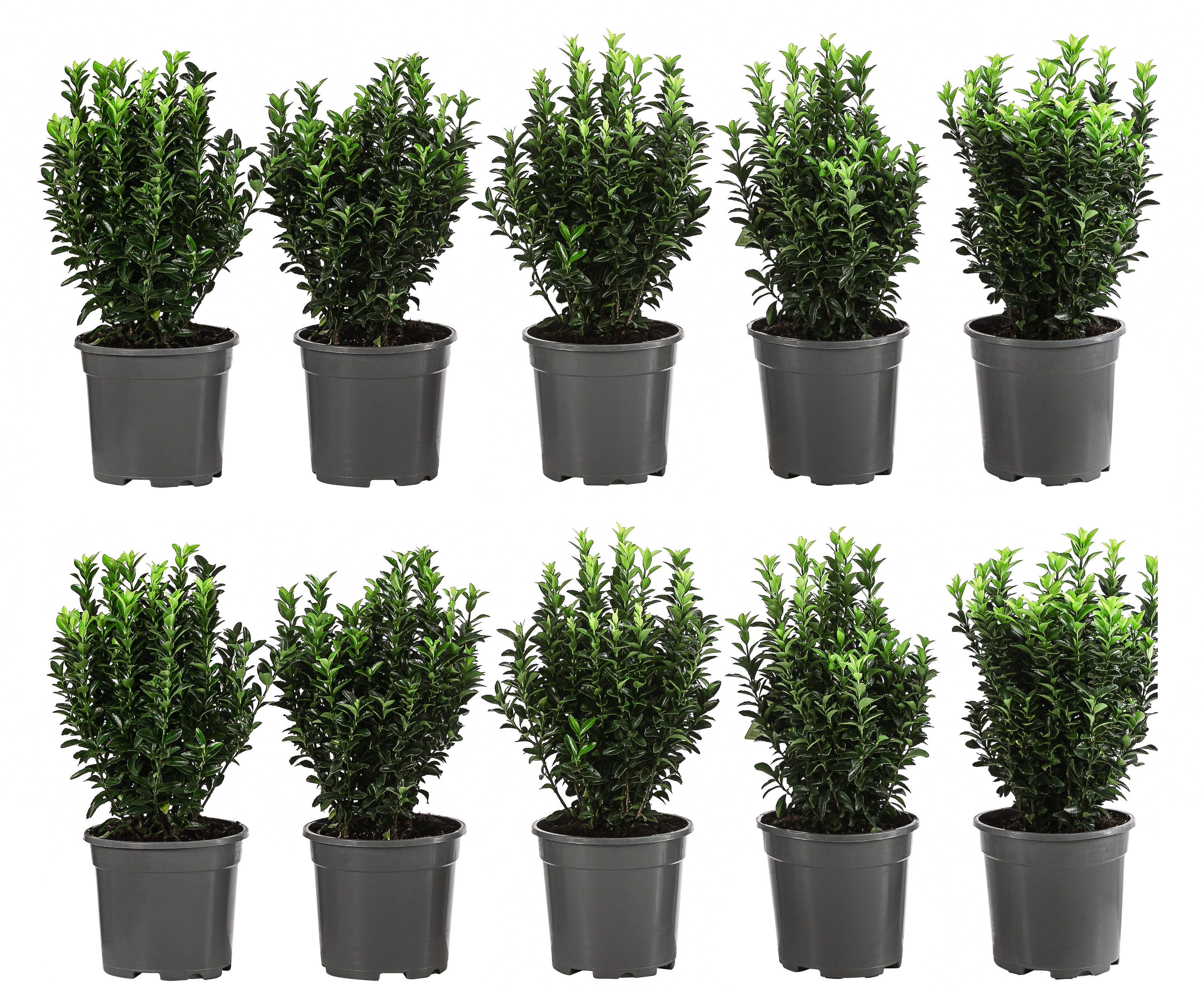 Dehner Hecken Hecke Säulen-Spindelstrauch, 2 m, 10 x 2 l Topf, pflegeleichter Gartenstrauch