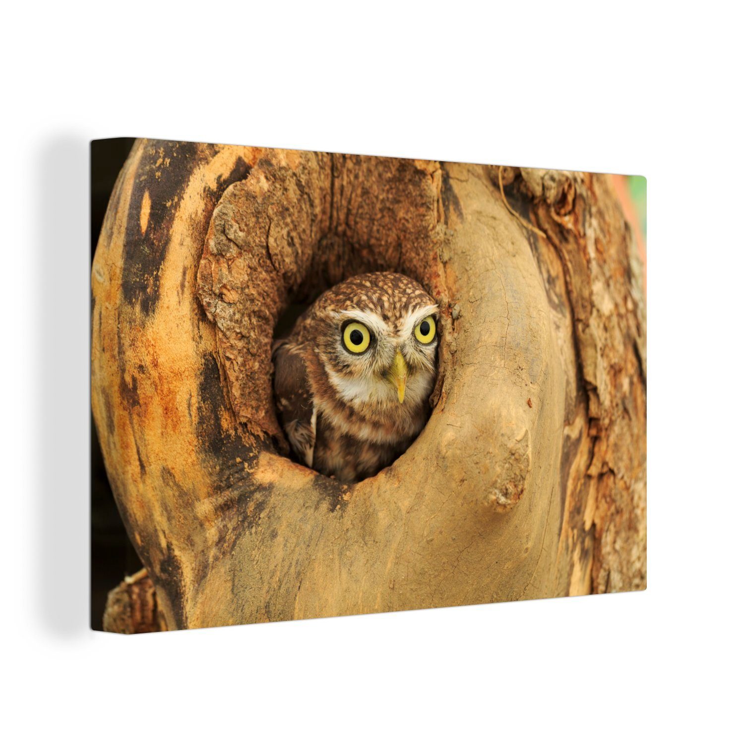 OneMillionCanvasses® Leinwandbild Braune Eule, die aus einem Loch in einem Baum schaut, (1 St), Wandbild Leinwandbilder, Aufhängefertig, Wanddeko, 30x20 cm