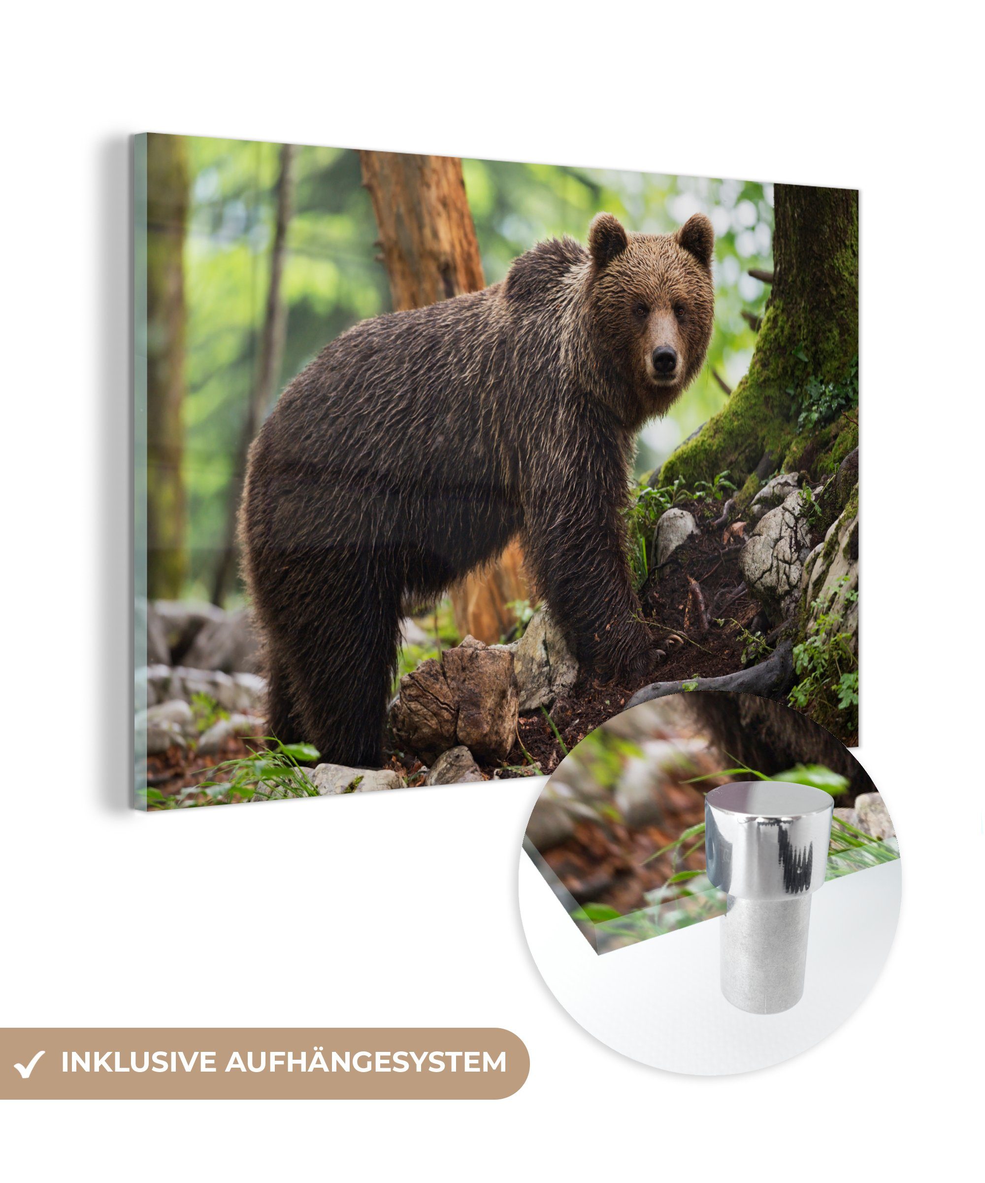 MuchoWow Acrylglasbild Bild eines Grizzlybären im Wald, (1 St), Acrylglasbilder Wohnzimmer & Schlafzimmer