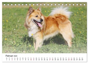 CALVENDO Wandkalender Islandhunde (Tischkalender 2024 DIN A5 quer), CALVENDO Monatskalender