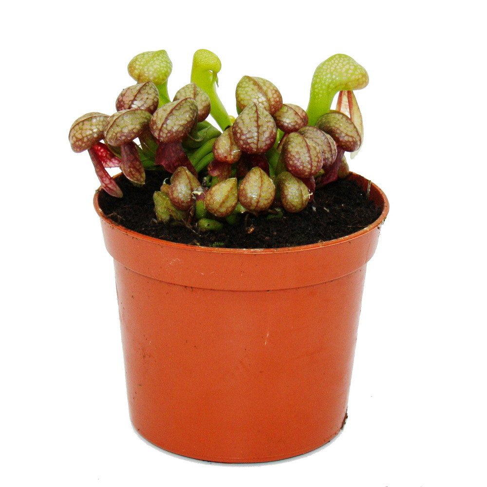Exotenherz Zimmerpflanze Fleischfressende Pflanze Darlingtonia californica 9cm Topf Rarität – Bild 4 von 5