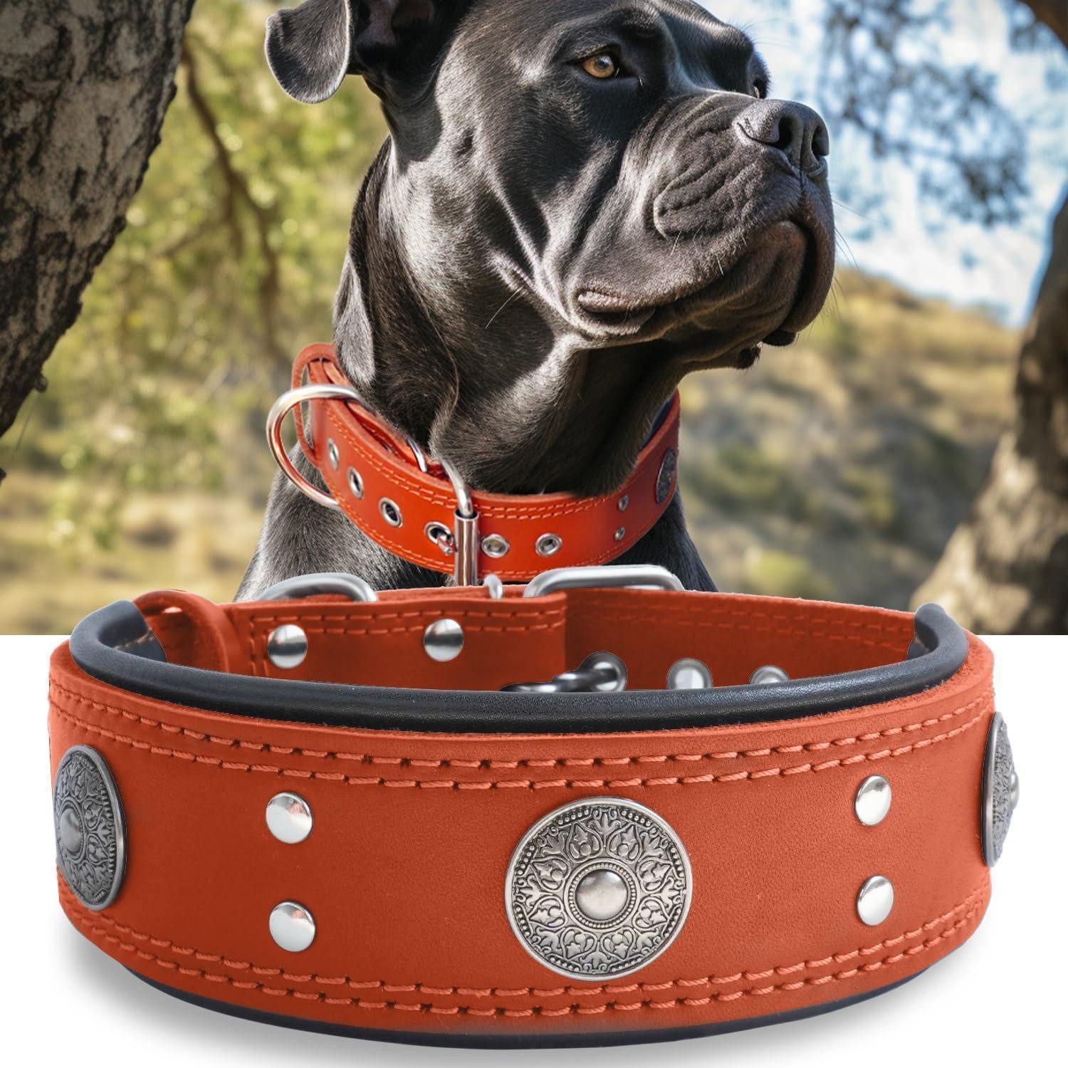 LuxusKollektion Hunde-Halsband Hundehalsband Leder 5cm Orange S