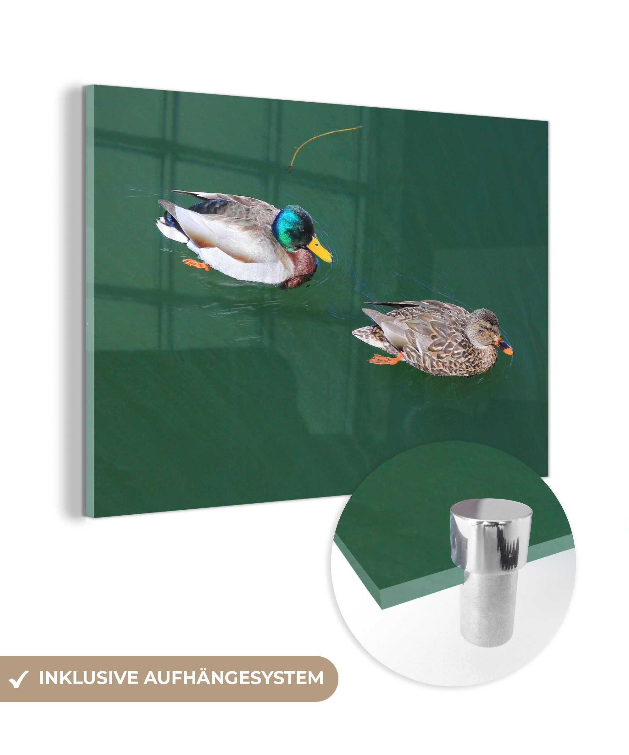 MuchoWow Acrylglasbild Wild - Ente - Grün, (1 St), Acrylglasbilder Wohnzimmer & Schlafzimmer