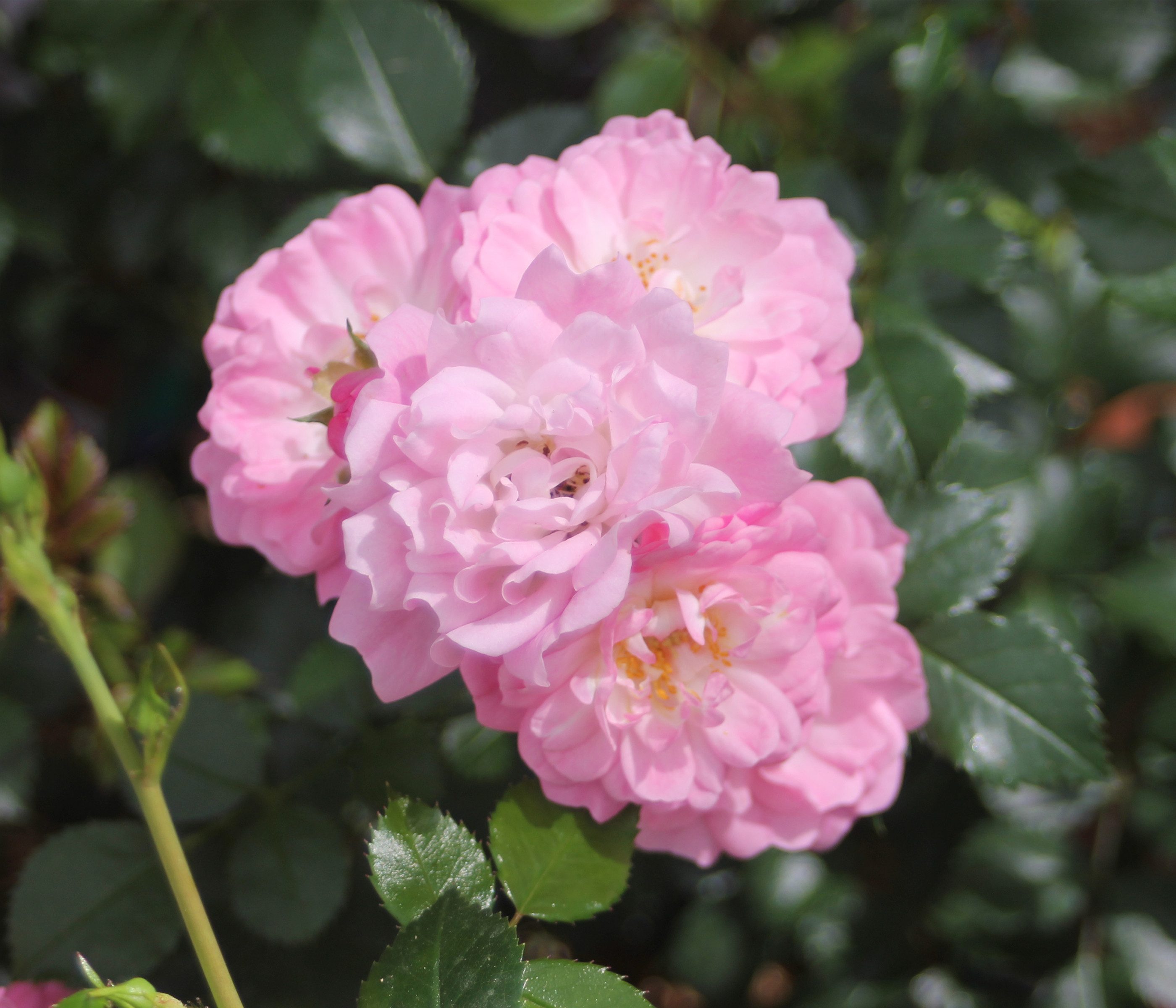 Dehner Rose Bodendeckerrose Satina®, rosa-farbene Blüten, duftend, Züchter Tantau, öfterblühende Rose, ADR-Rose