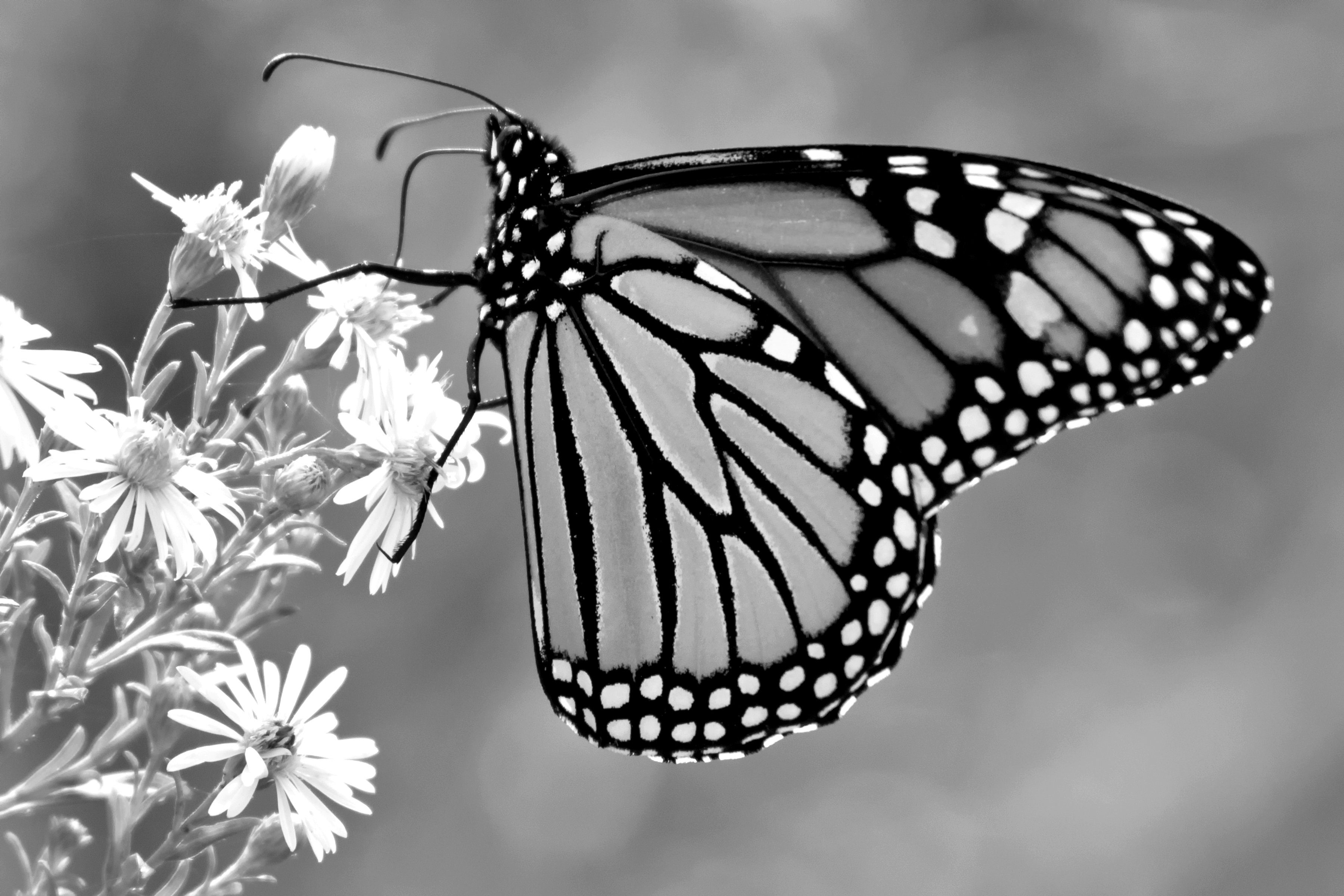 Papermoon Fototapete Schmetterling Schwarz & Weiß