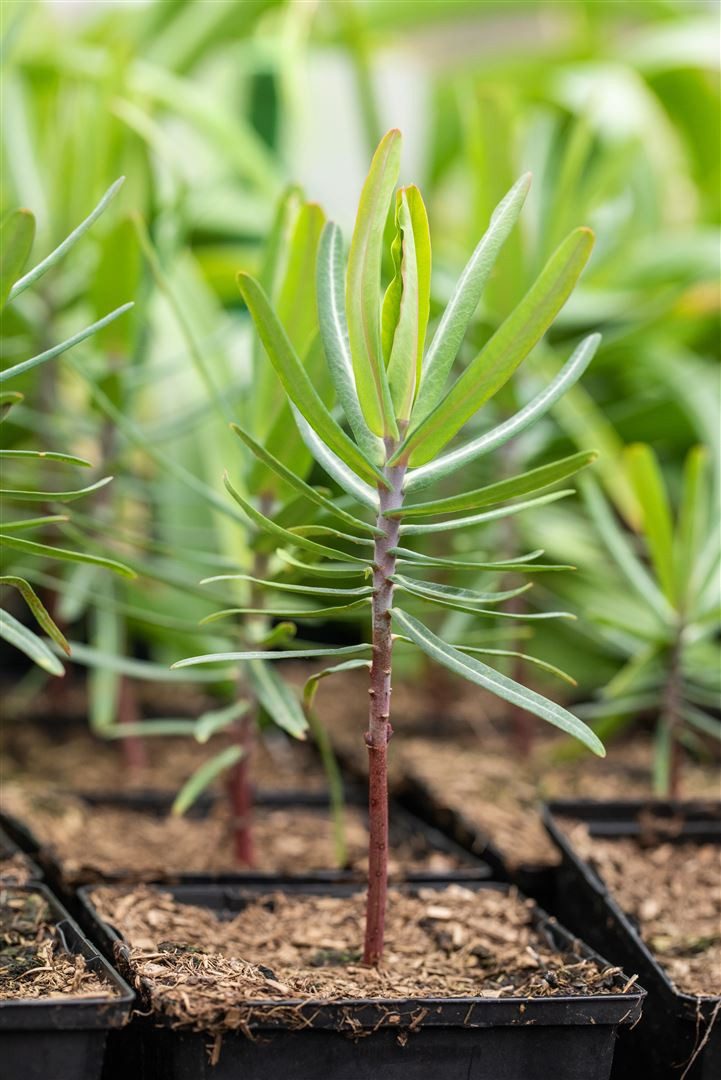 Pflanzen für Dich Staude Euphorbia lathyris, 1 St., Kreuzblättrige Wolfsmilch, Gichtkraut, Maulwurfspflanze