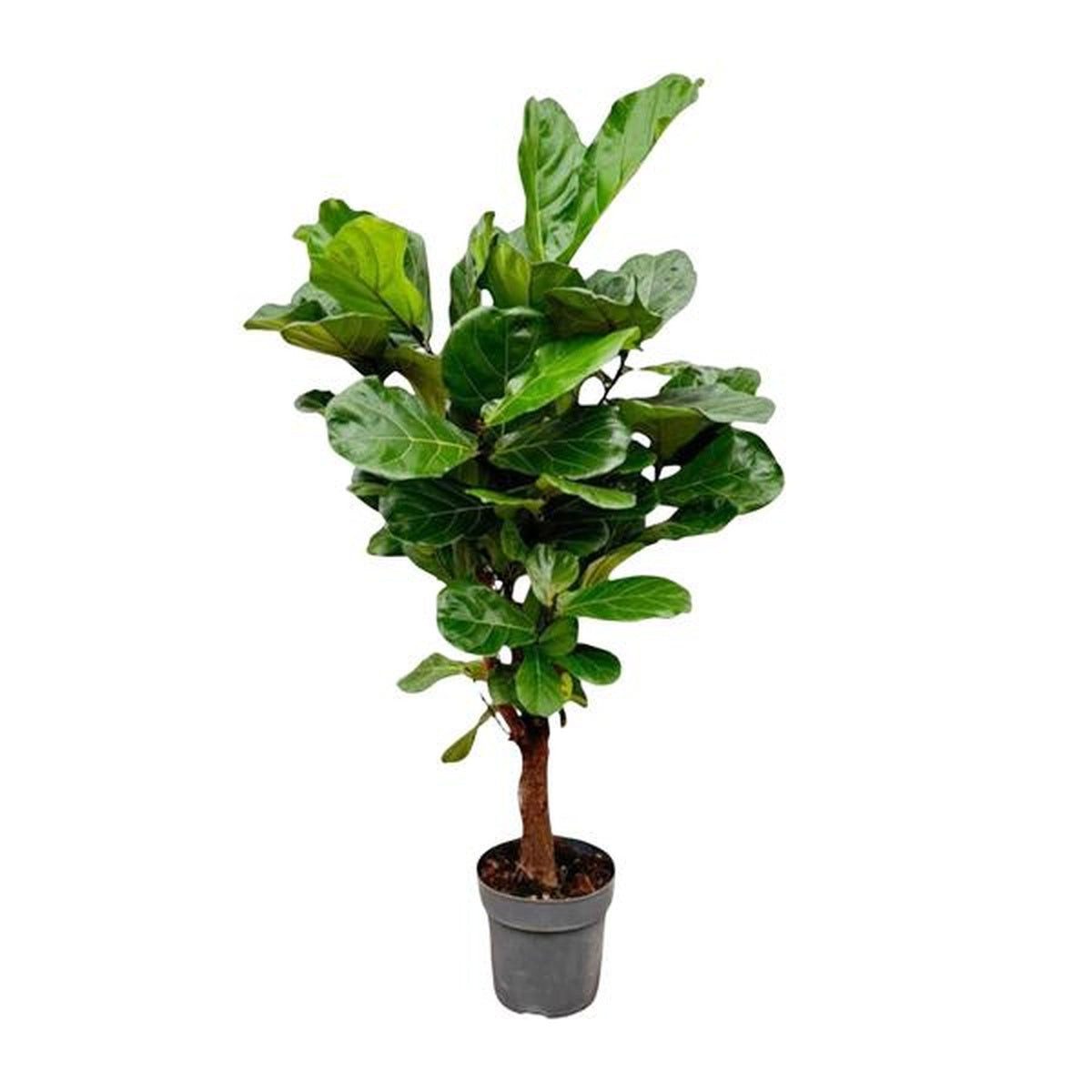 Florora Zimmerpflanze Ficus Lyrata Baum – Geigenfeige verzweigt – 150 cm – Topf 24 cm