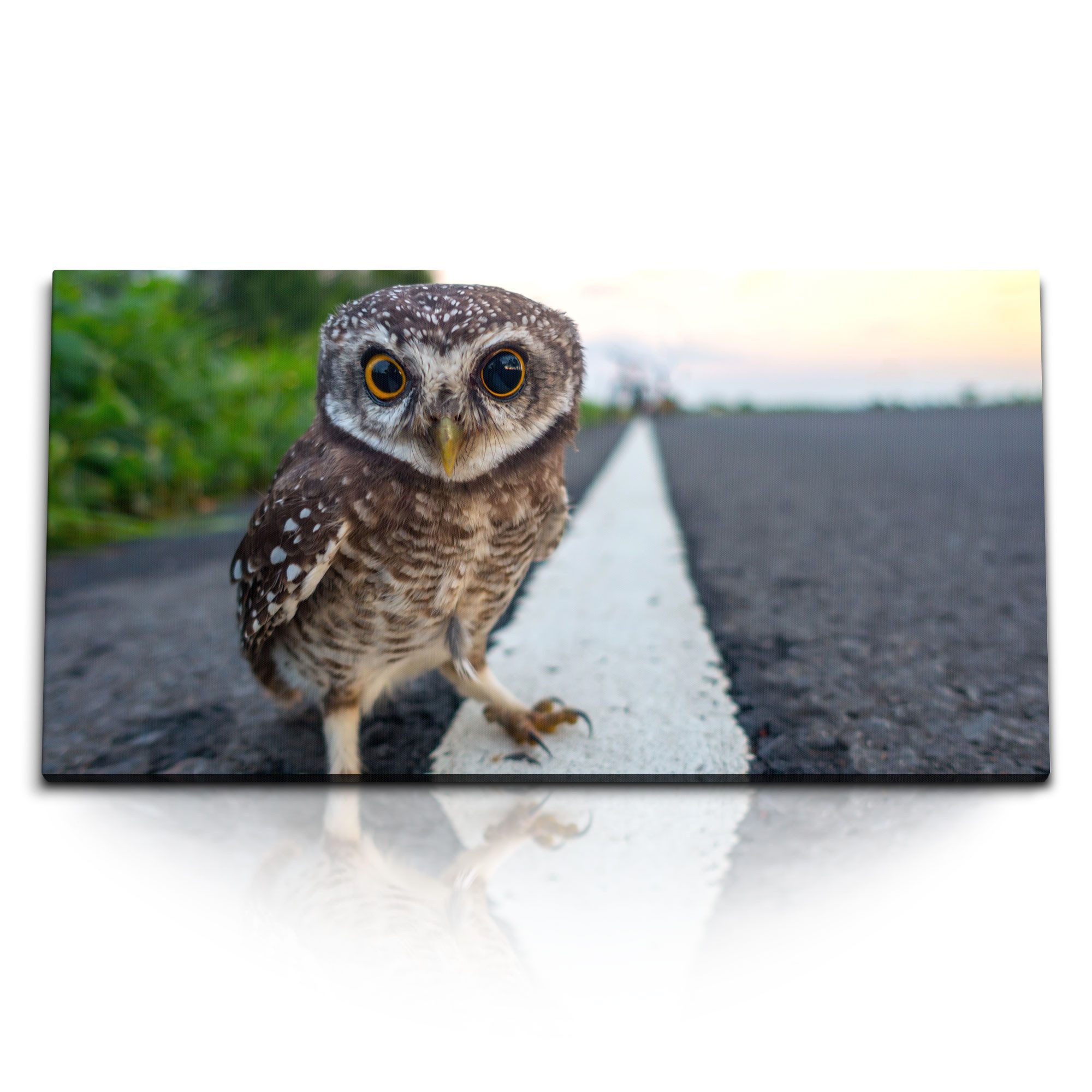 Leinwandbild Kunstdruck Bilder 120x60cm Kleine Eule am Straßenrand Tierfotografie S