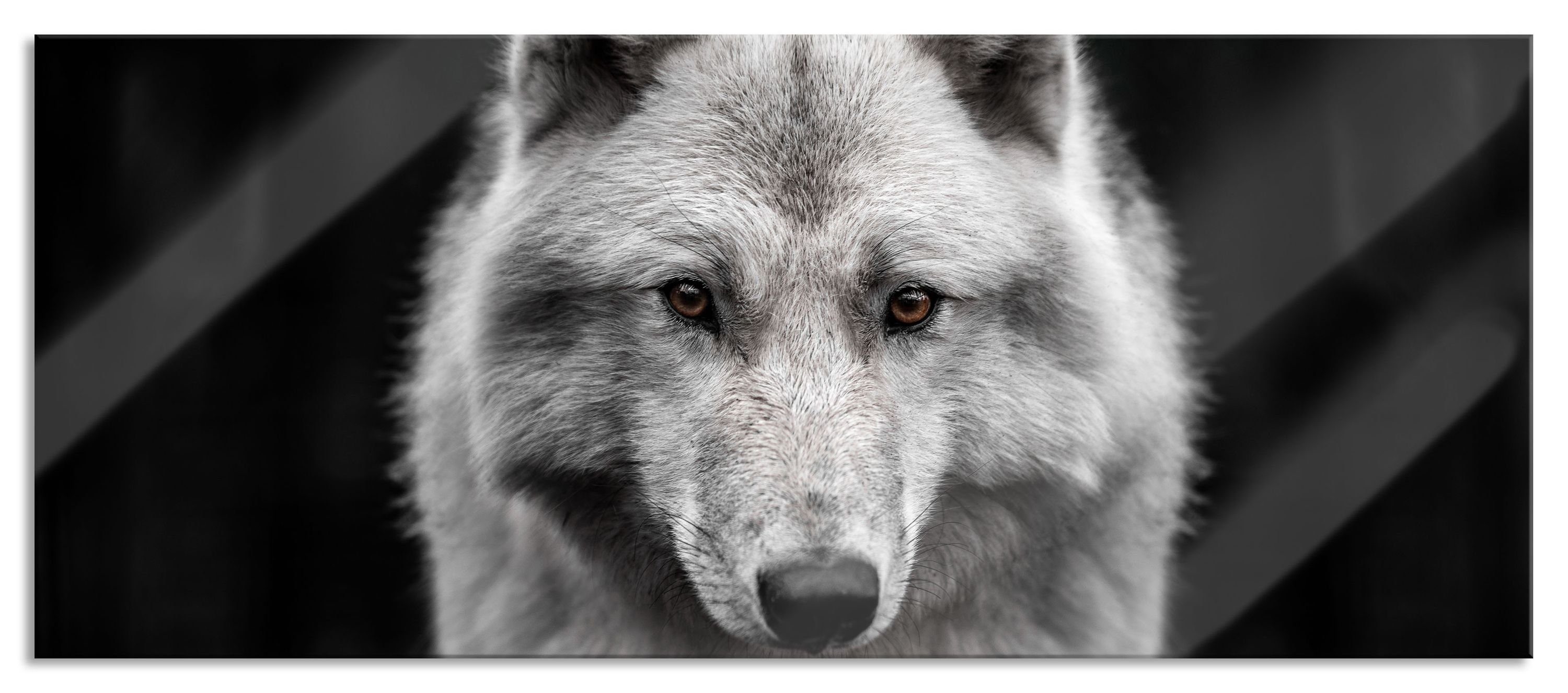 Nahaufnahme (1 Pixxprint aus Aufhängungen St), junger Polarwolf, und Echtglas, junger Glasbild Abstandshalter inkl. Nahaufnahme Polarwolf Glasbild