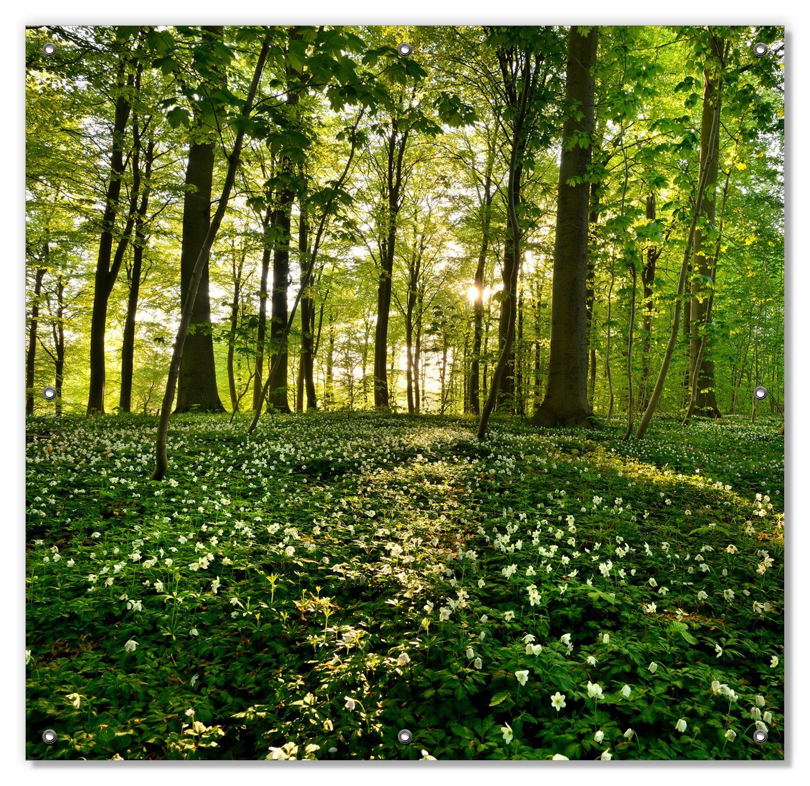 Sonnenschutz Waldanemonen und Sonnenstrahlen im Wald, Wallario, blickdicht, mit Saugnäpfen, wiederablösbar und wiederverwendbar