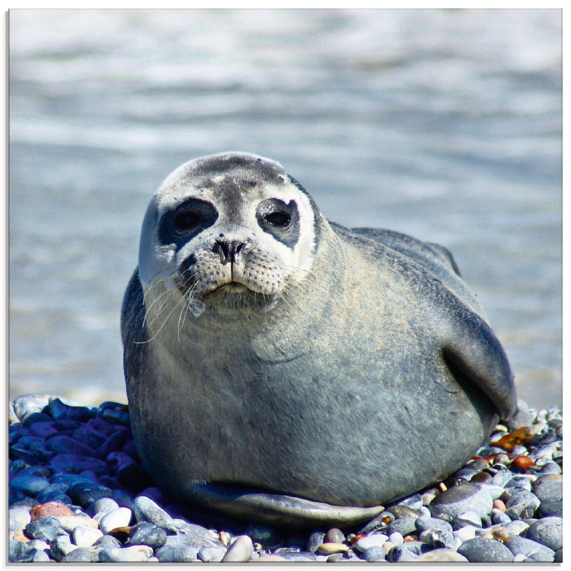 Helgoland, (1 Wassertiere in verschiedenen Artland Strand Größen St), Glasbild von am Robbe