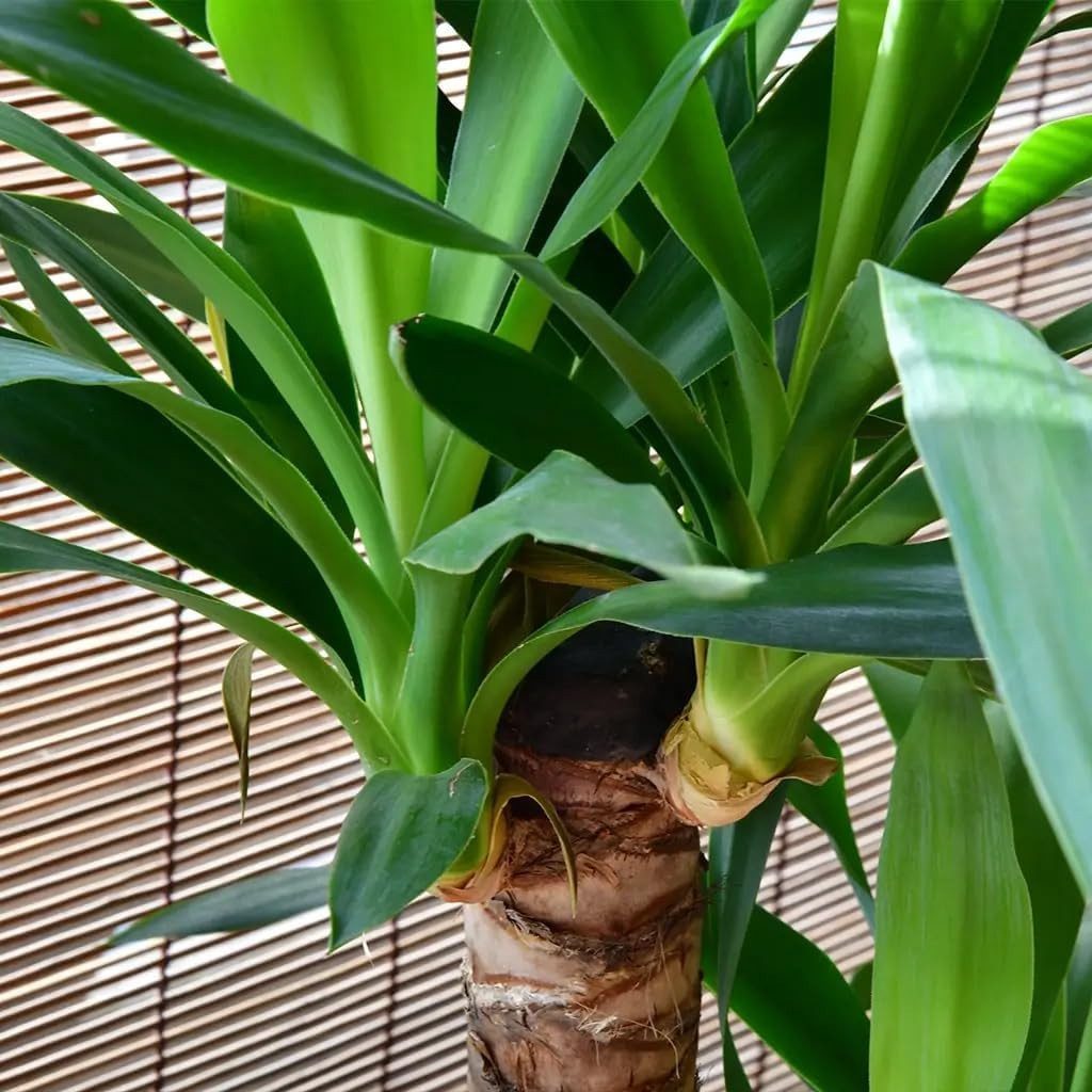 Green Me Up Zimmerpflanze Yucca Palme, Wächst in Erde, Pflege gleich null