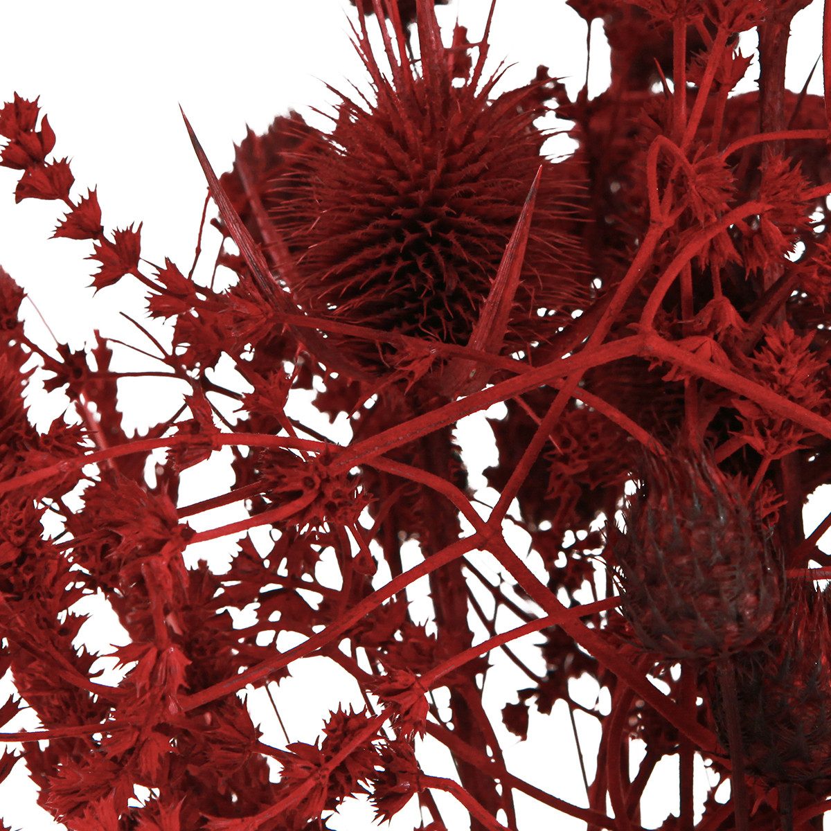 Trockenblume Trockenblumenstrauß Weinrot Deko Distel 40cm 80g, Viana, Höhe günstig online kaufen