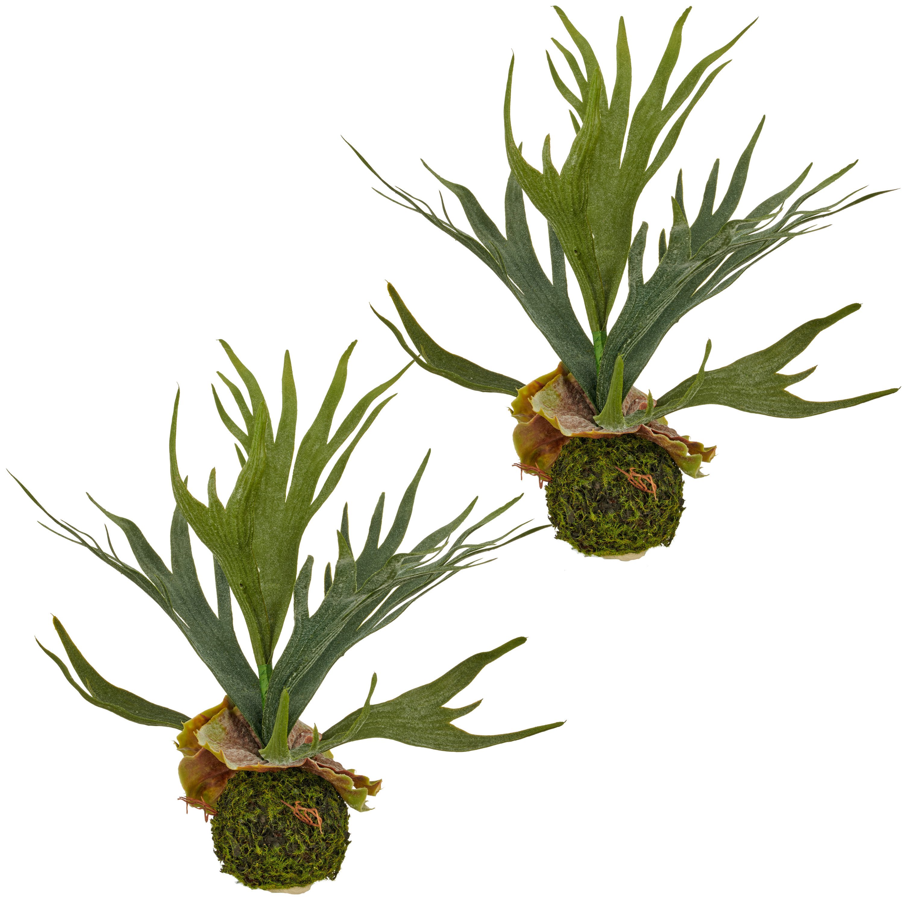 Kunstpflanze Geweihfarn, Creativ green, Höhe 31 cm, auf Moosballen
